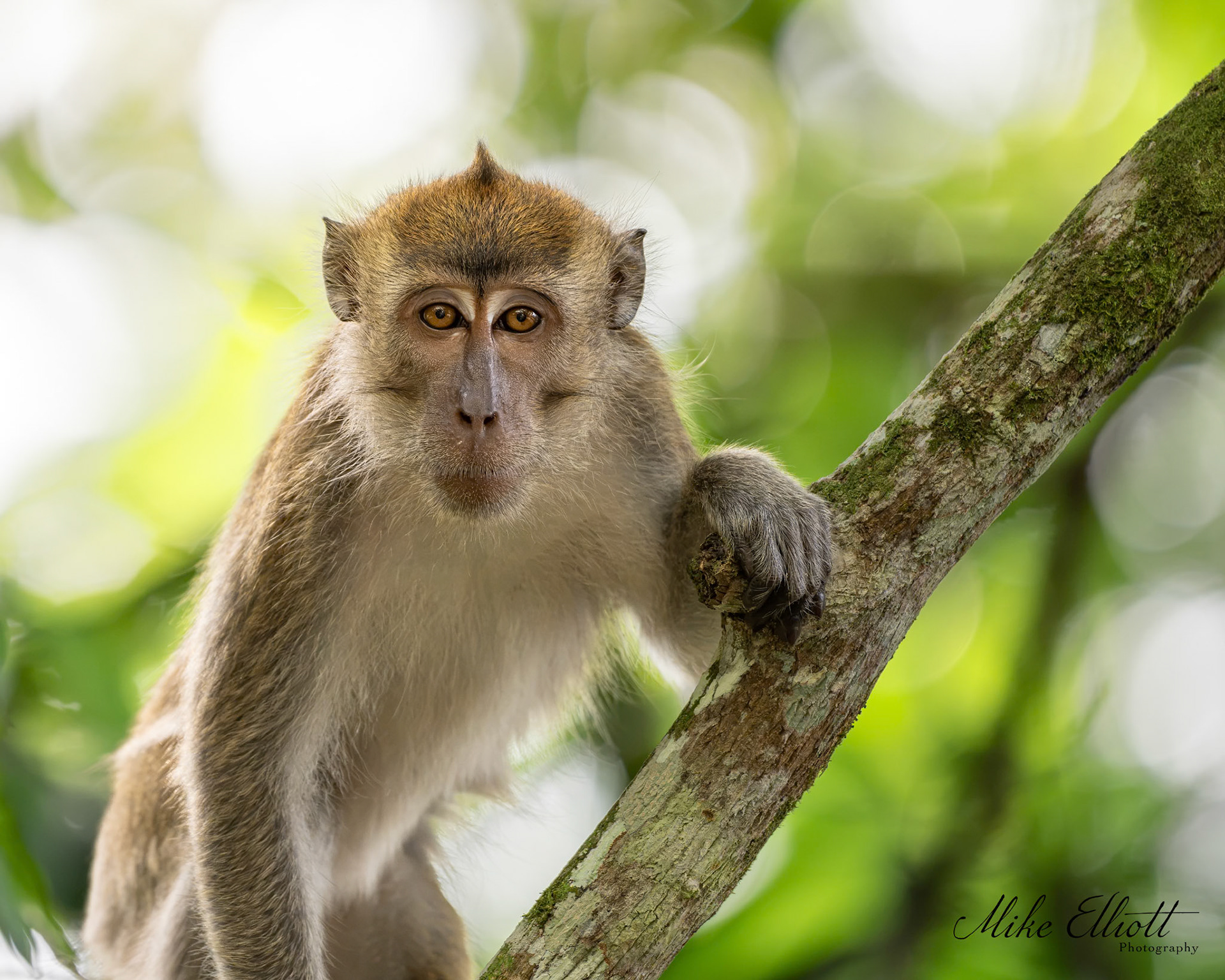 Long tail macaque