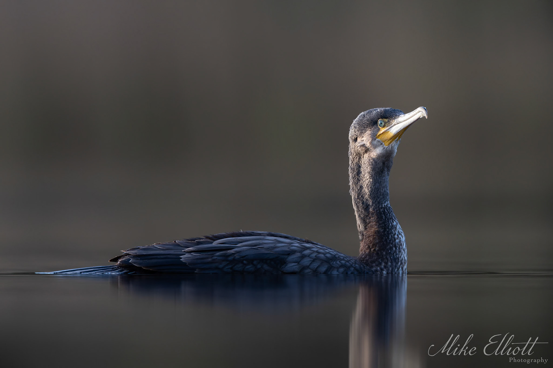 Cormorant in golden sidelight