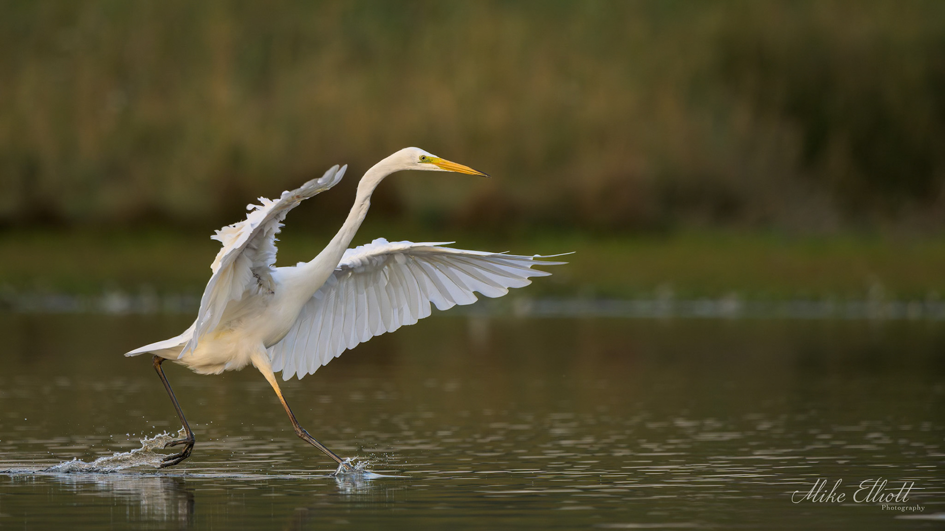 Great white egret on the run