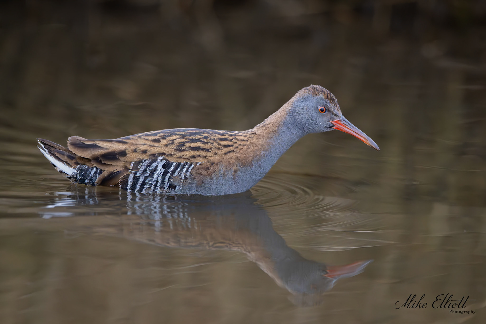 Water rail