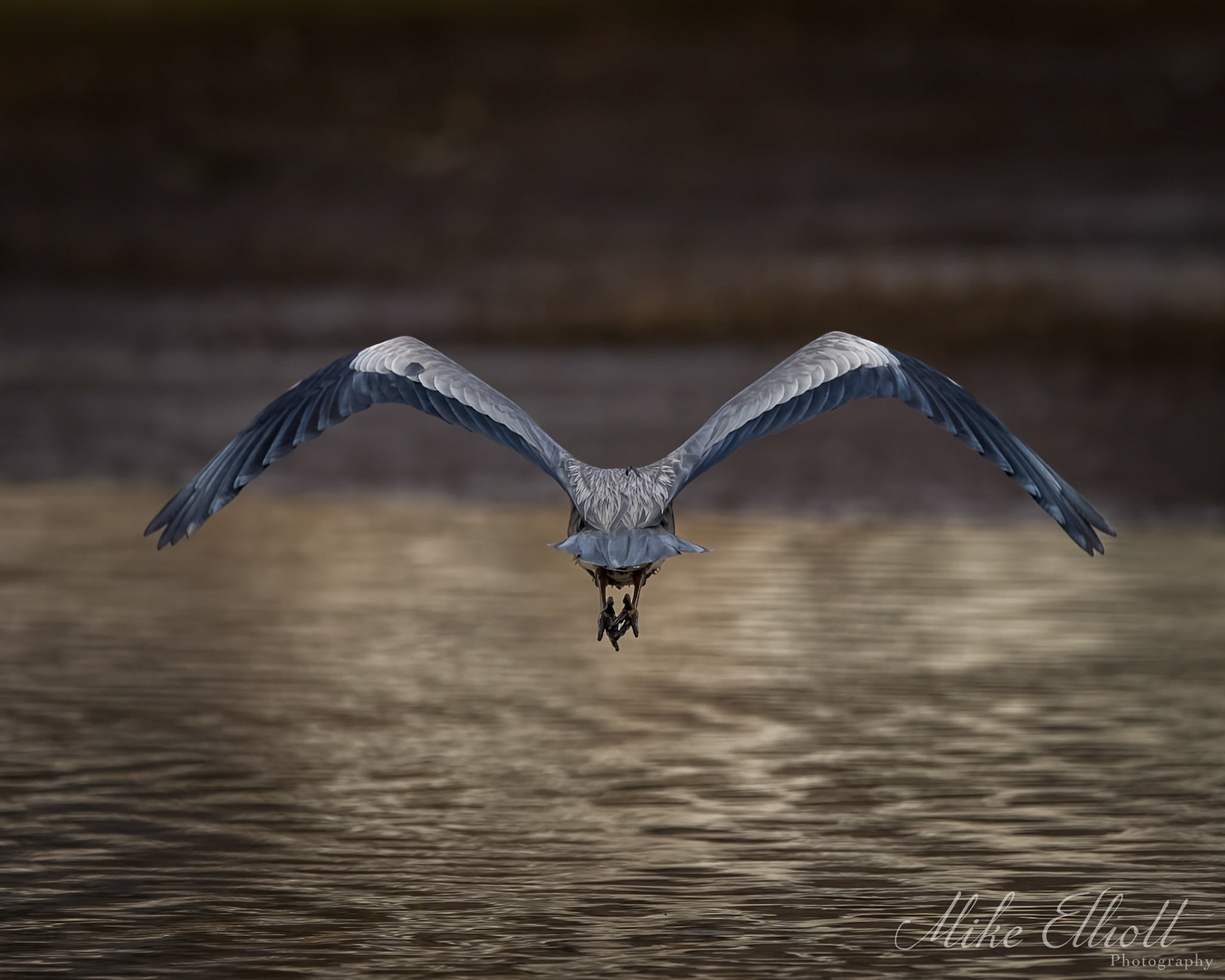 Grey heron fly away