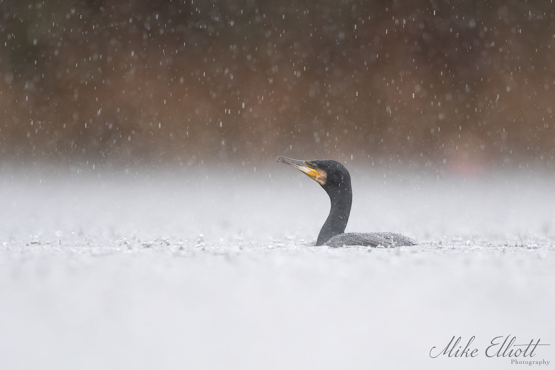 Cormorant in a downpour