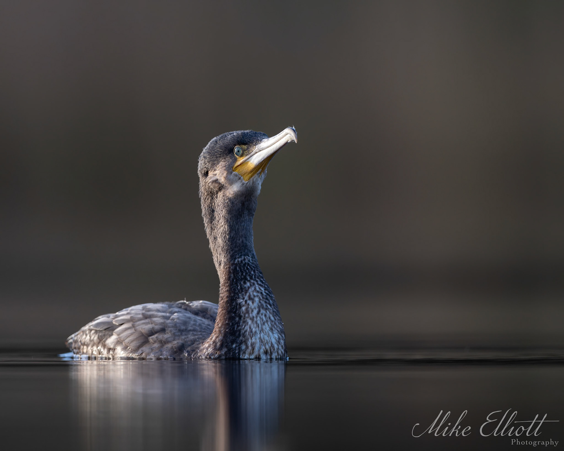 Cormorant portrait