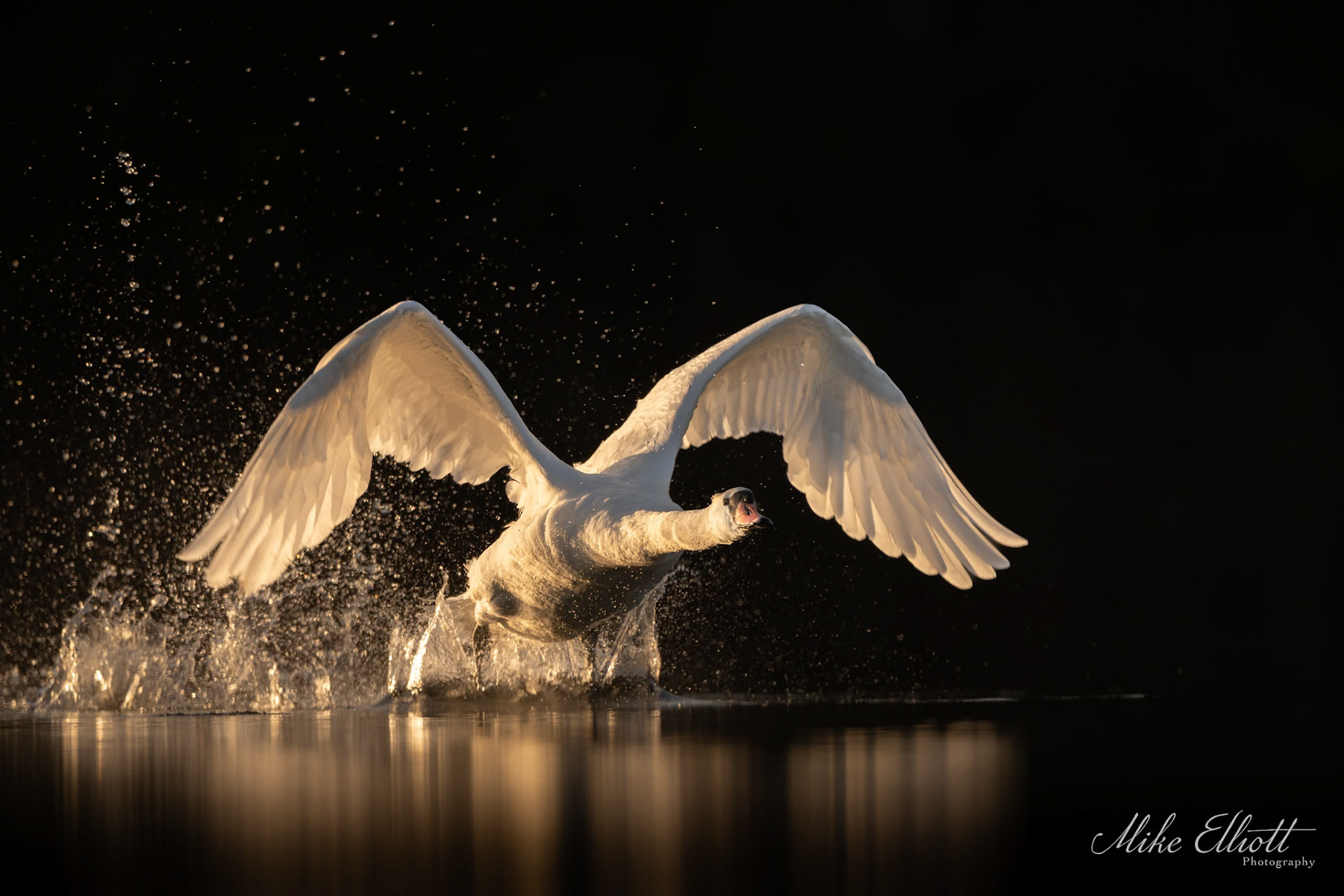 Swan take-off