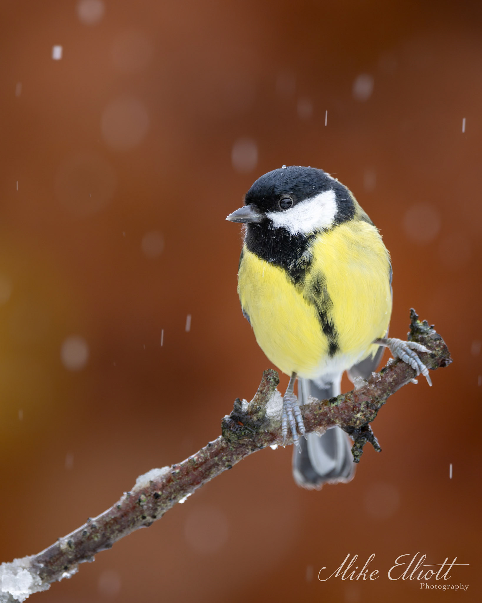 Great tit in the snow