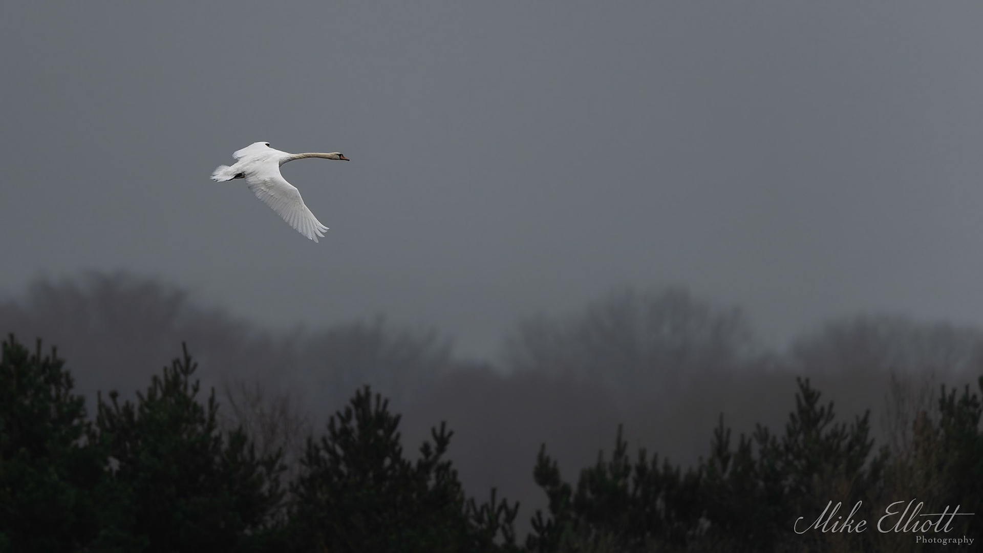 Swan flyby