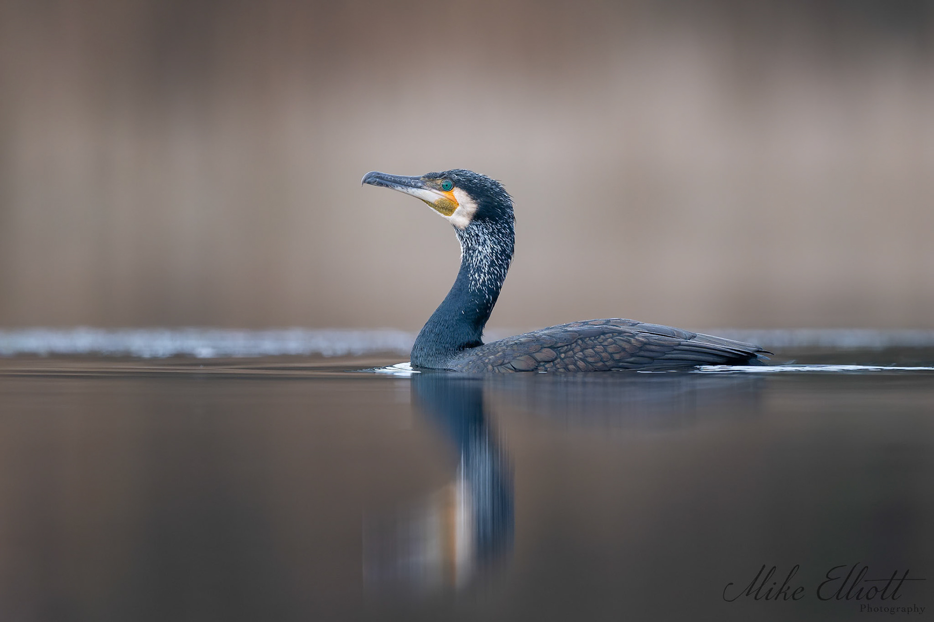 Cormorant reflection