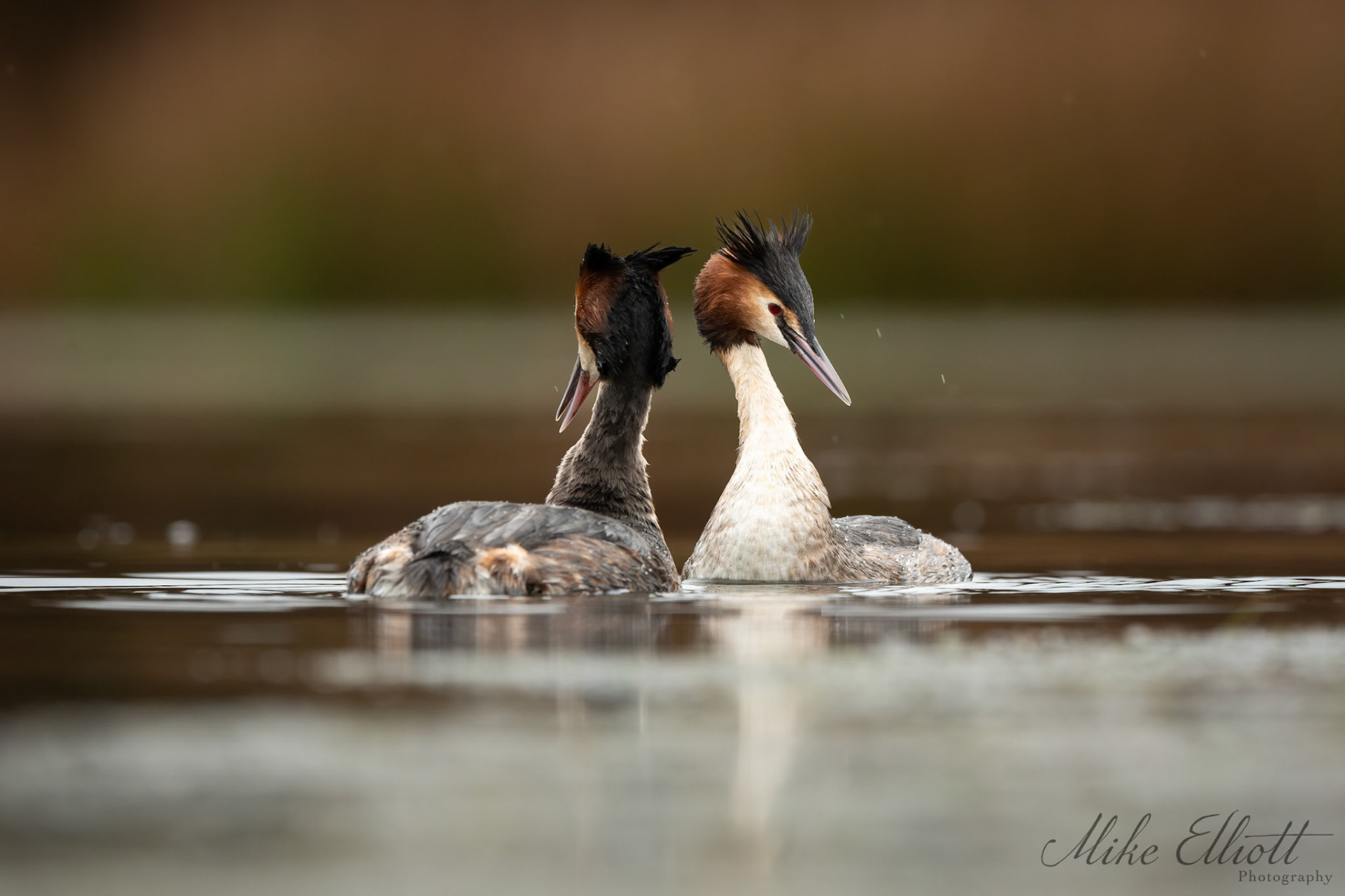 Great crested grebe display