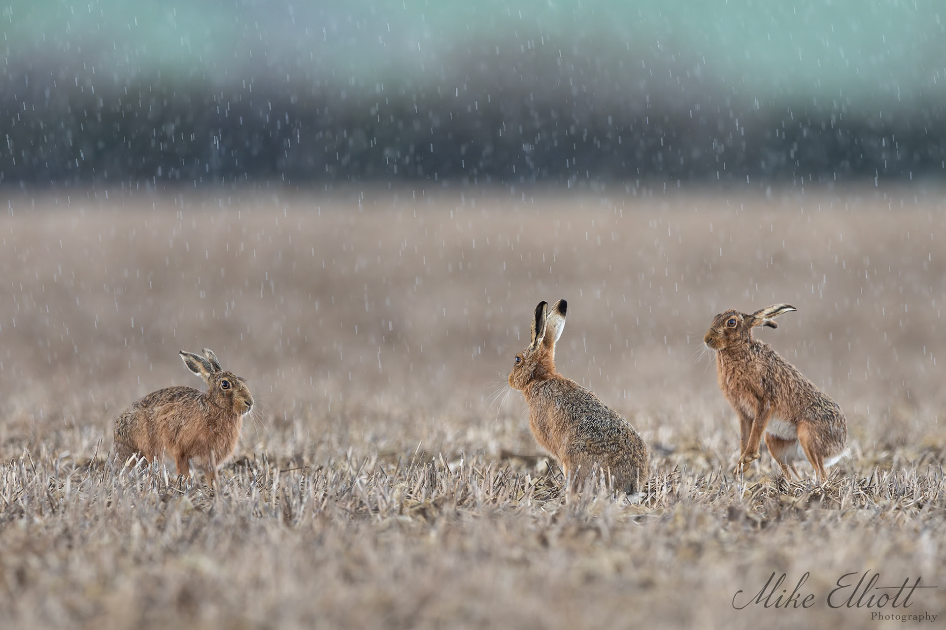A wet hare day