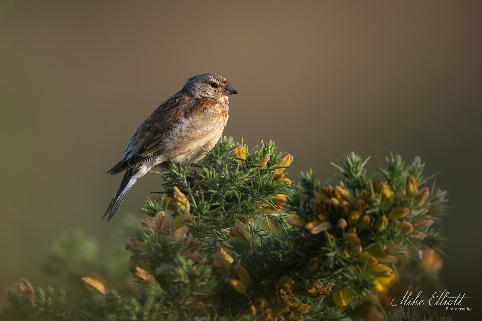 Female linnet on the gorse