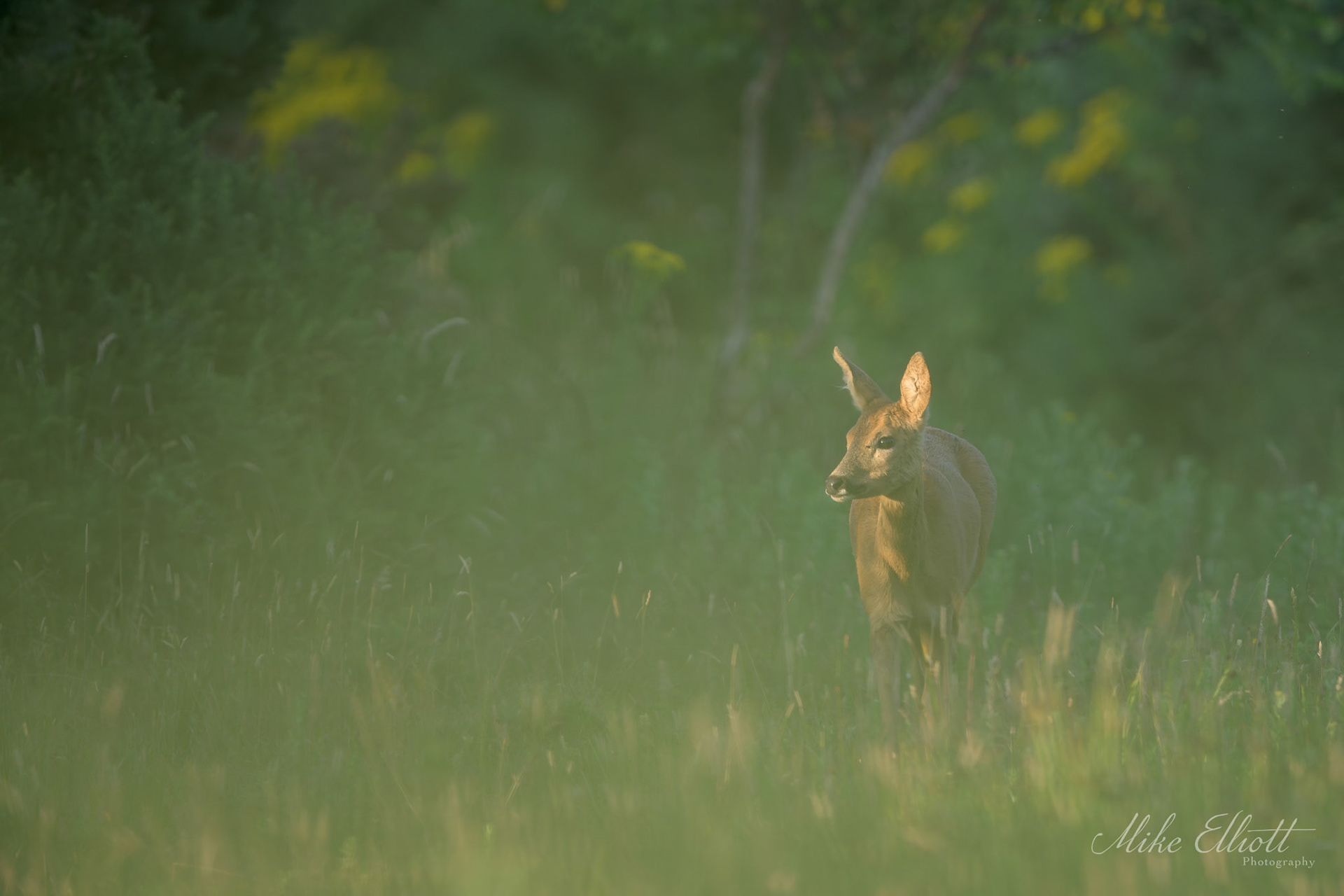 Backlit sika deer