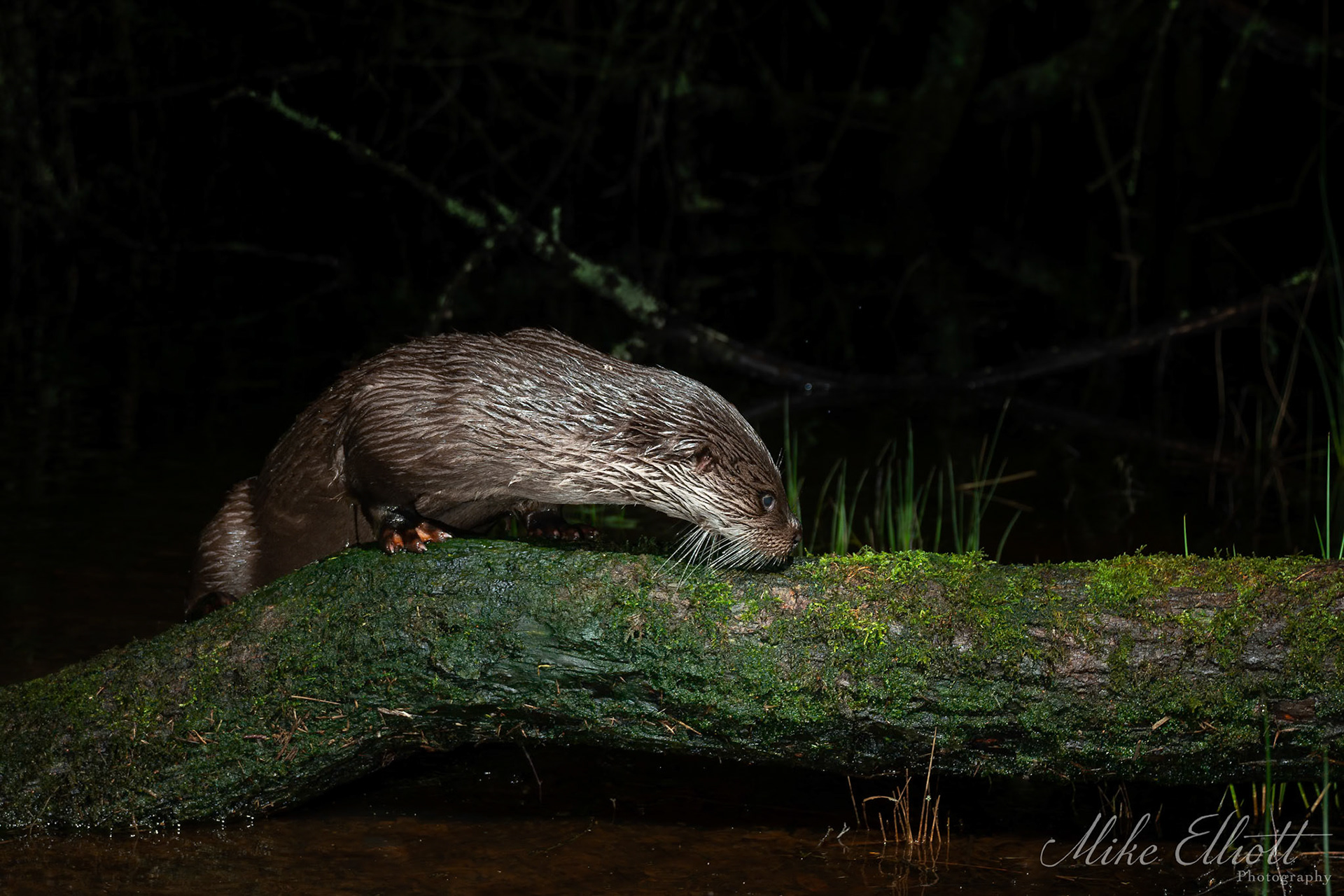 Otter sniffing spraint