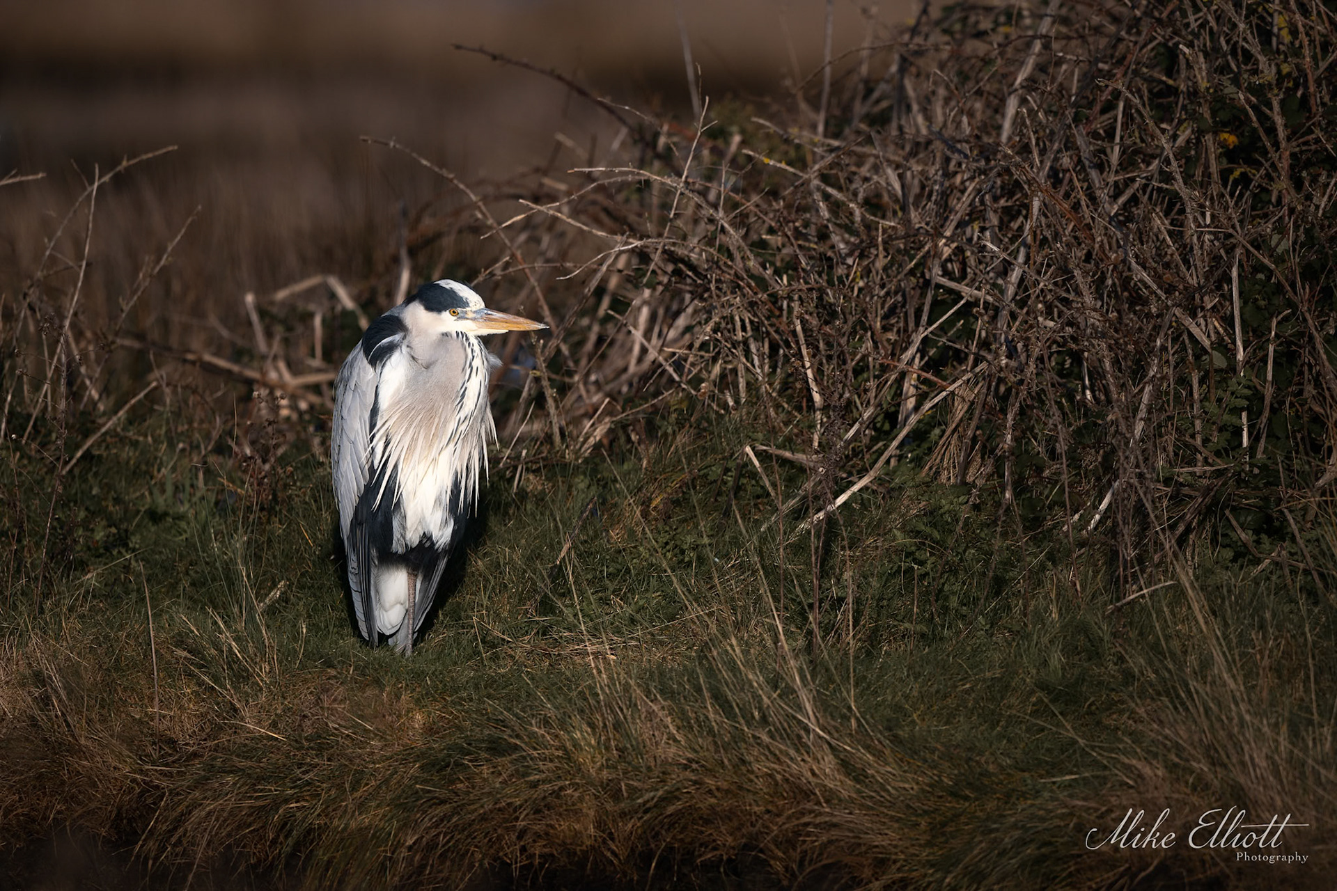 Grey heron in the last of the light