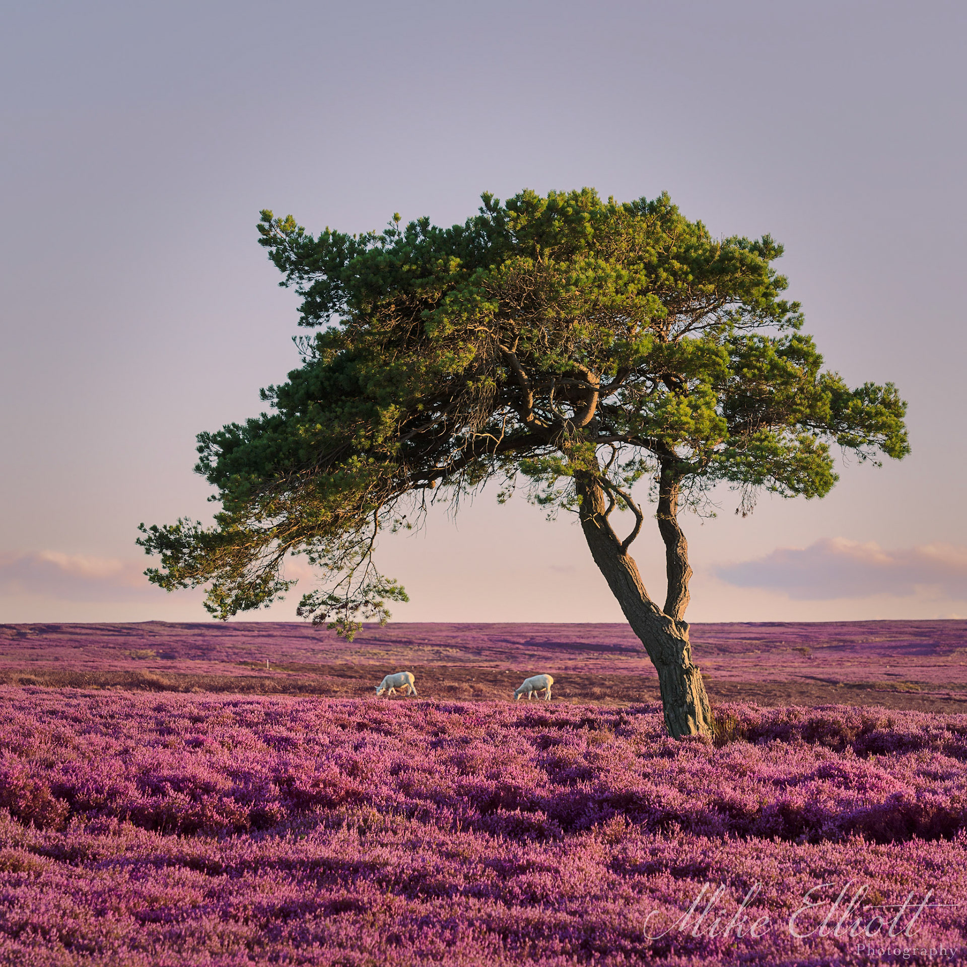 Sheep in the heather