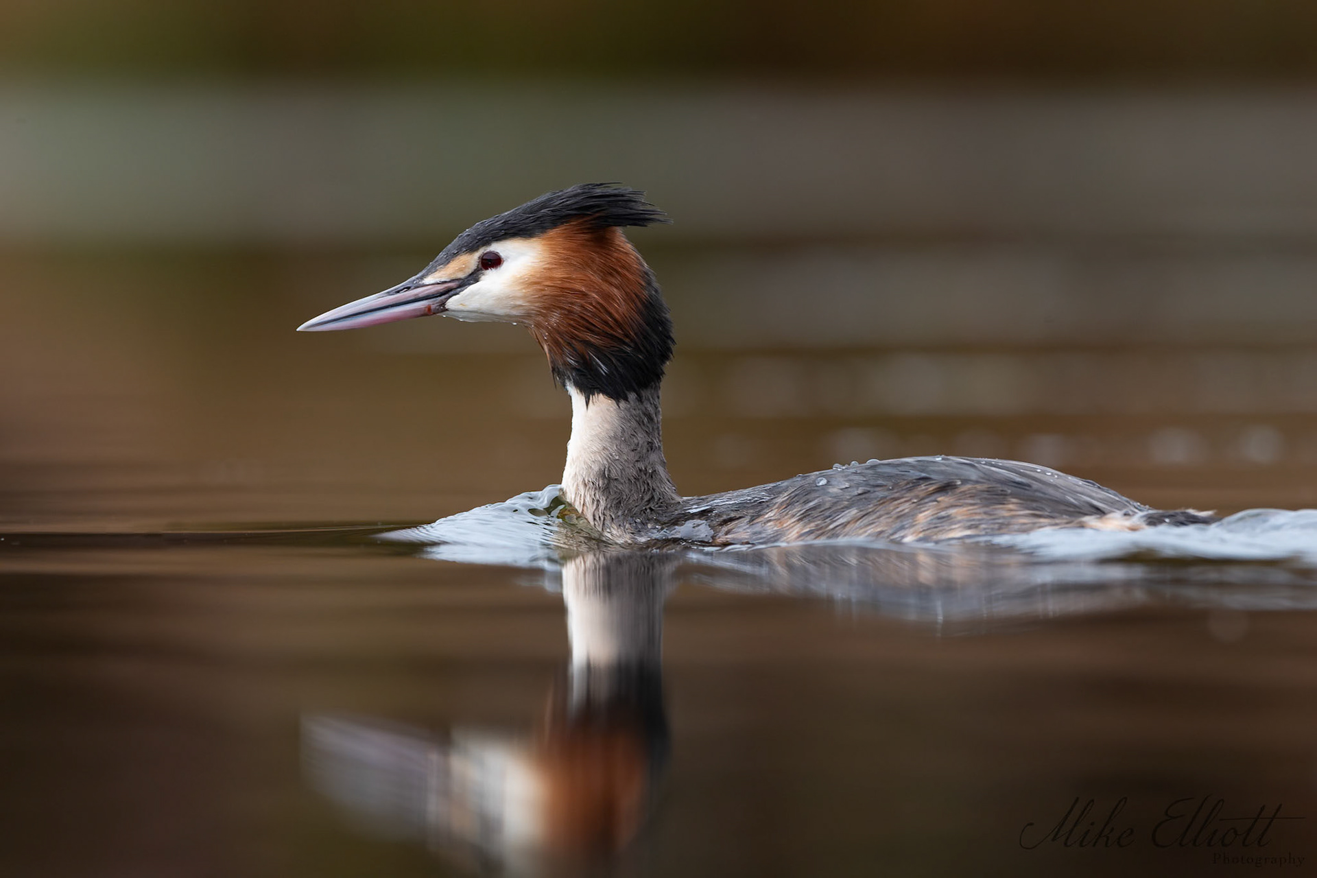 Great crested grebe reflection