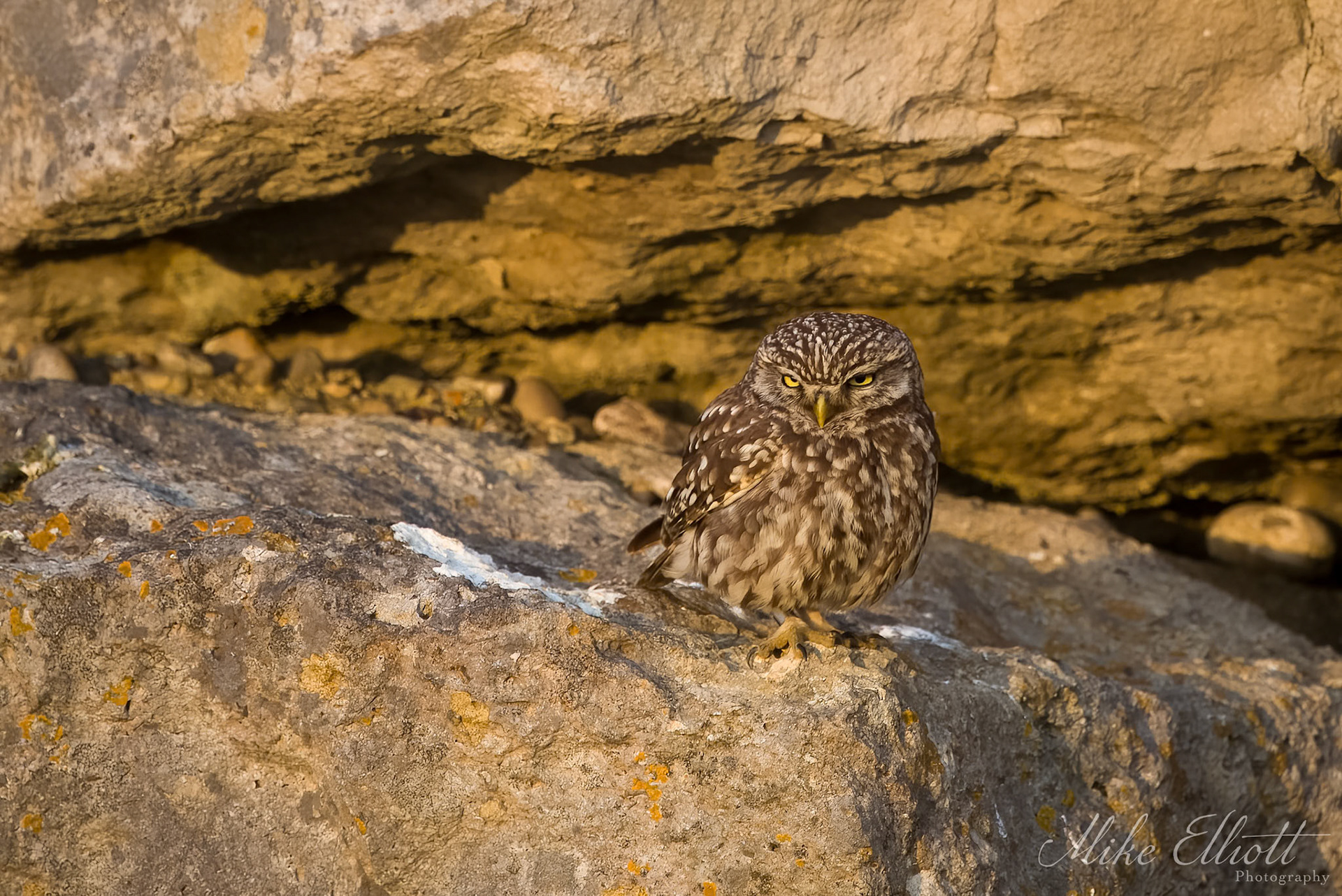 Moody little owl