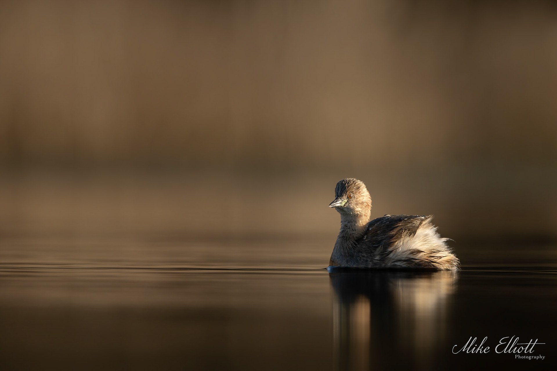 Little grebe