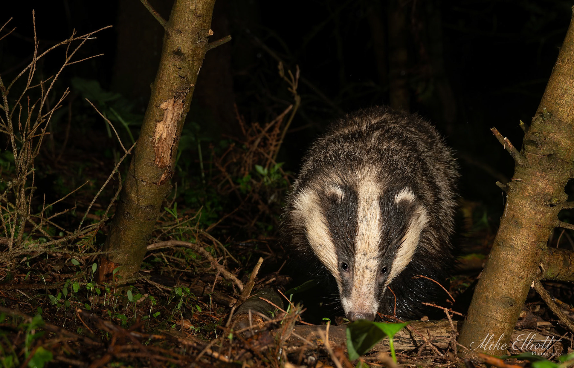 Badger in the woods