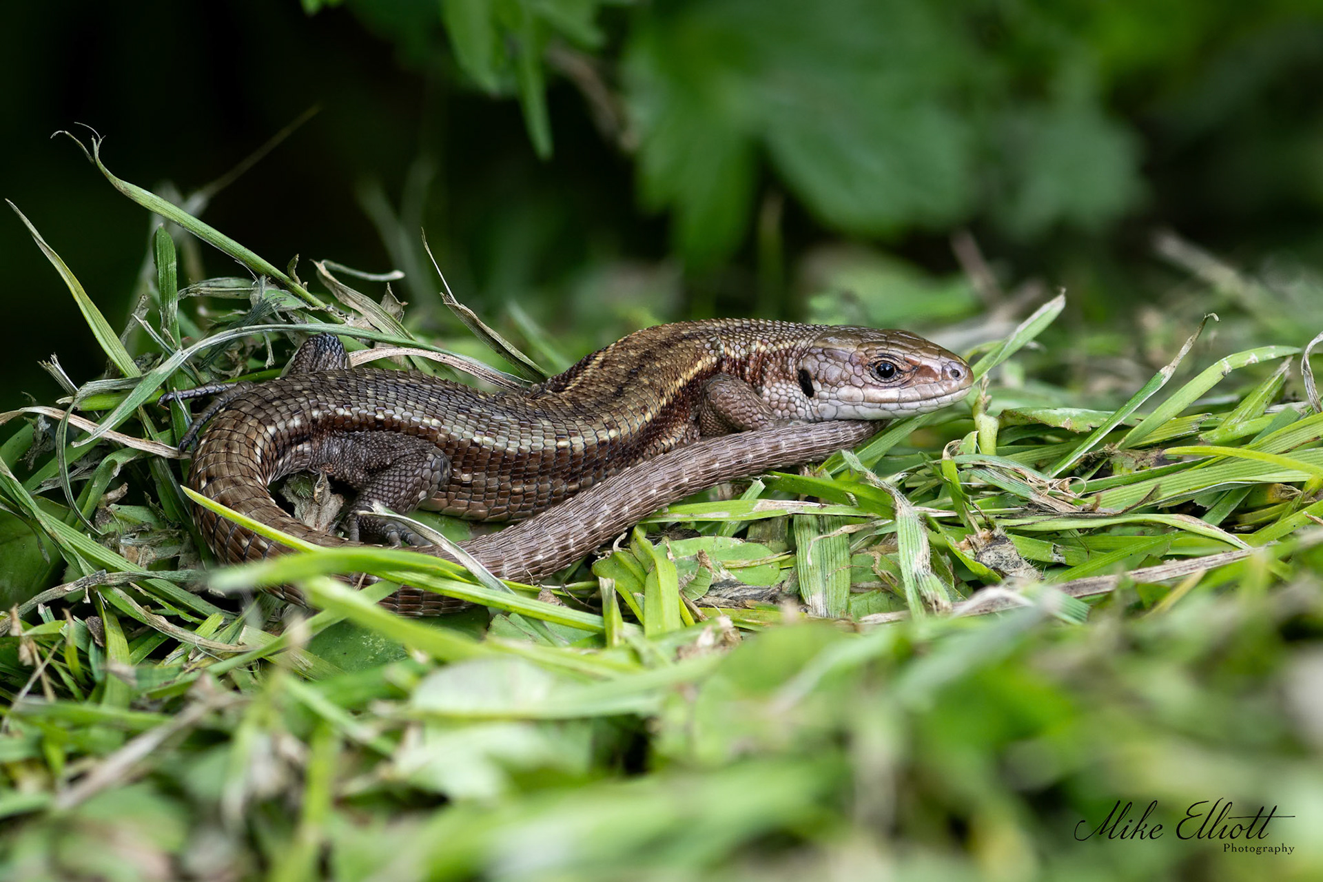 Common lizard on grass