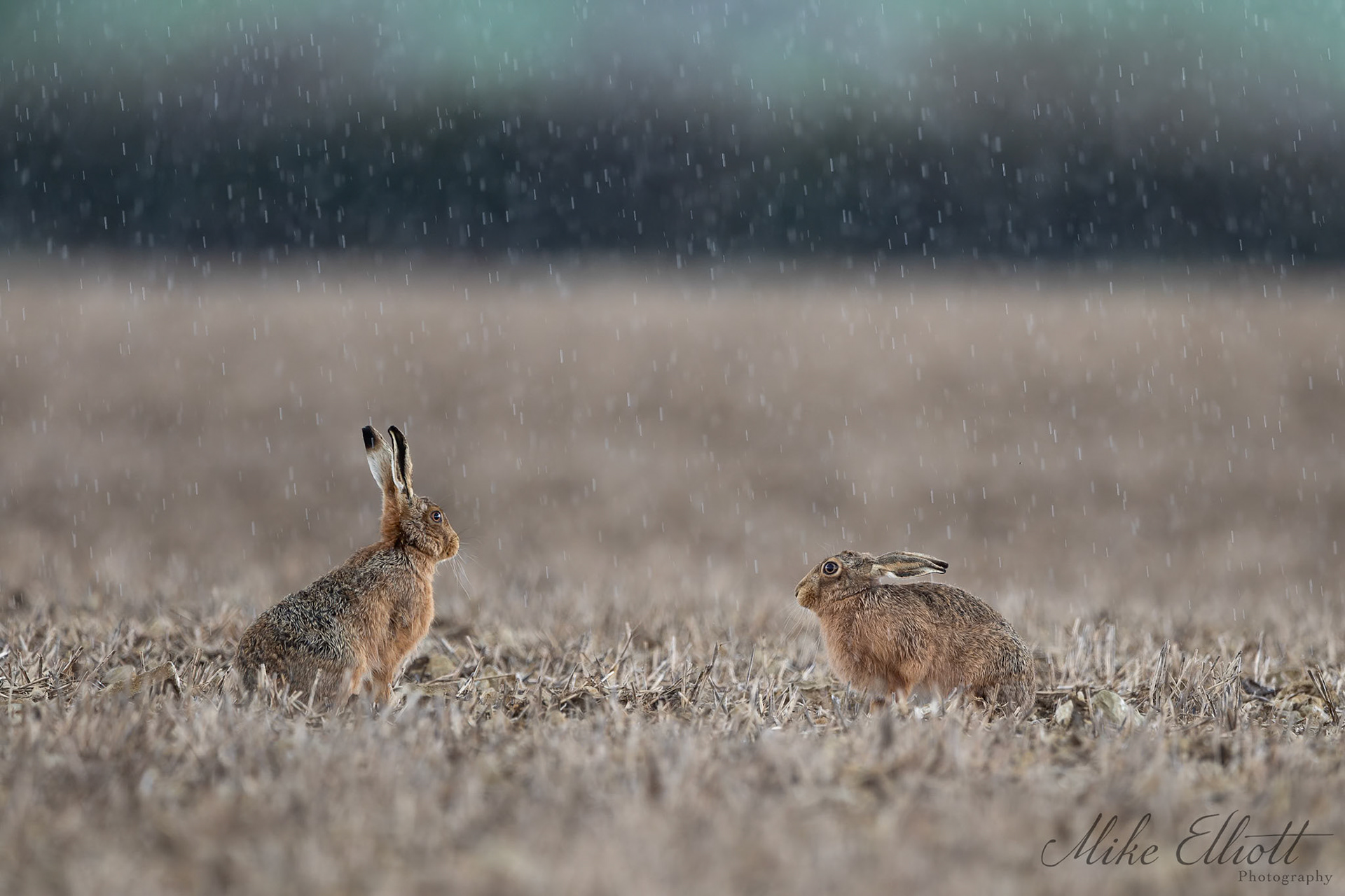 A pair of hare in the rain