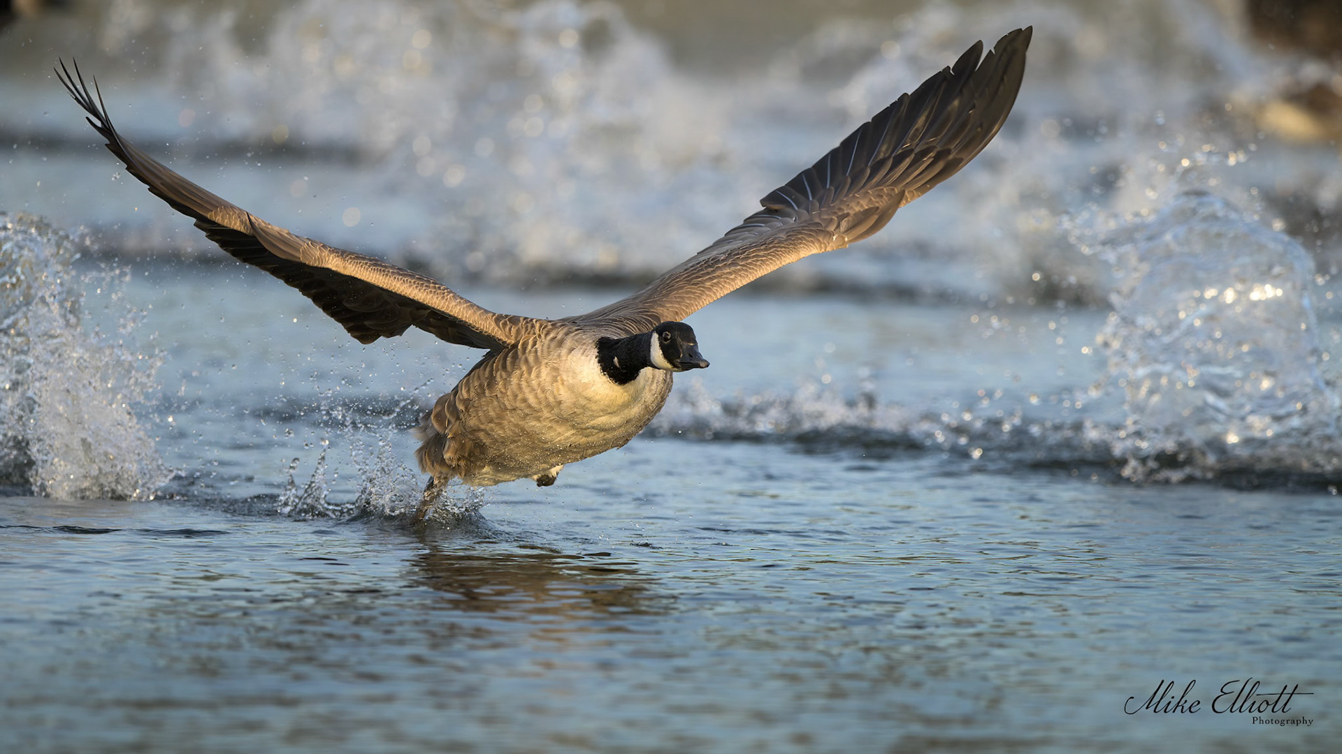 Canada goose take-off