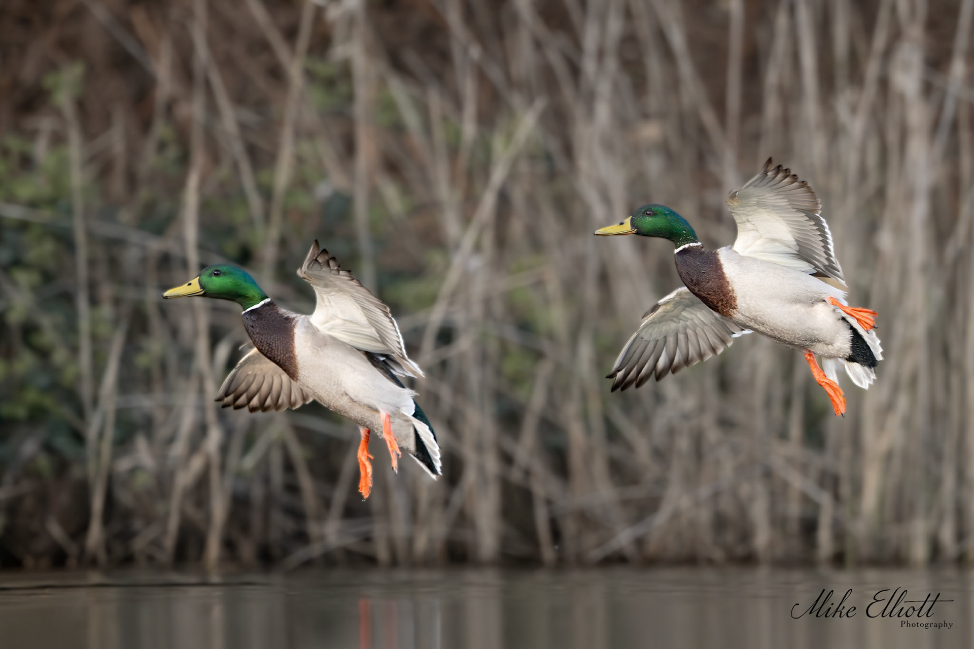 Mallards landing