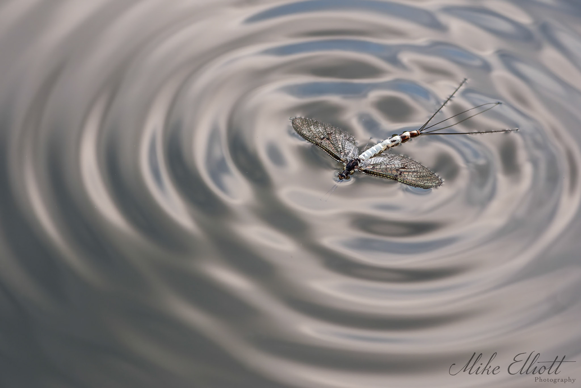 Mayfly death
