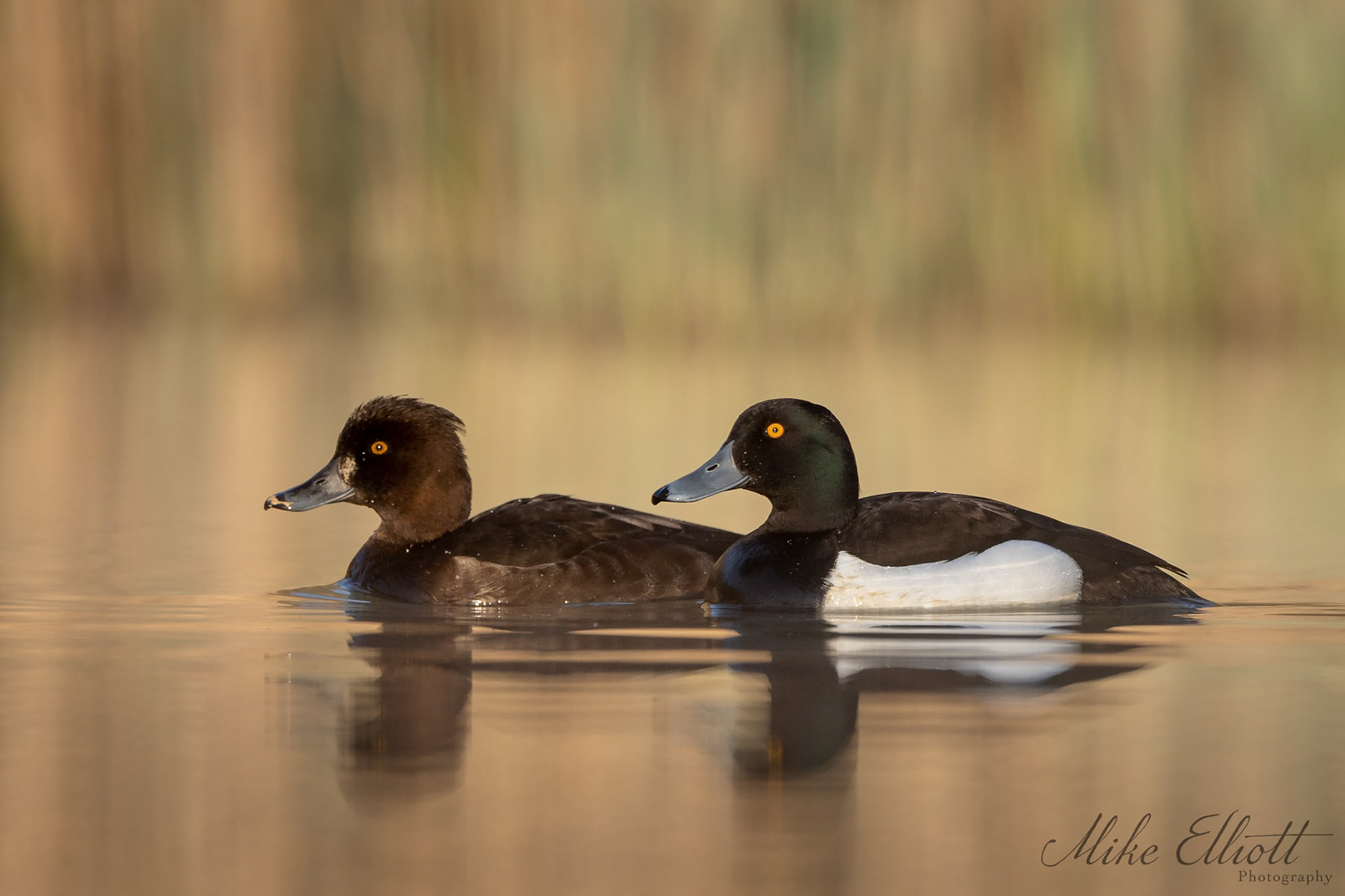 Tufted duck pair