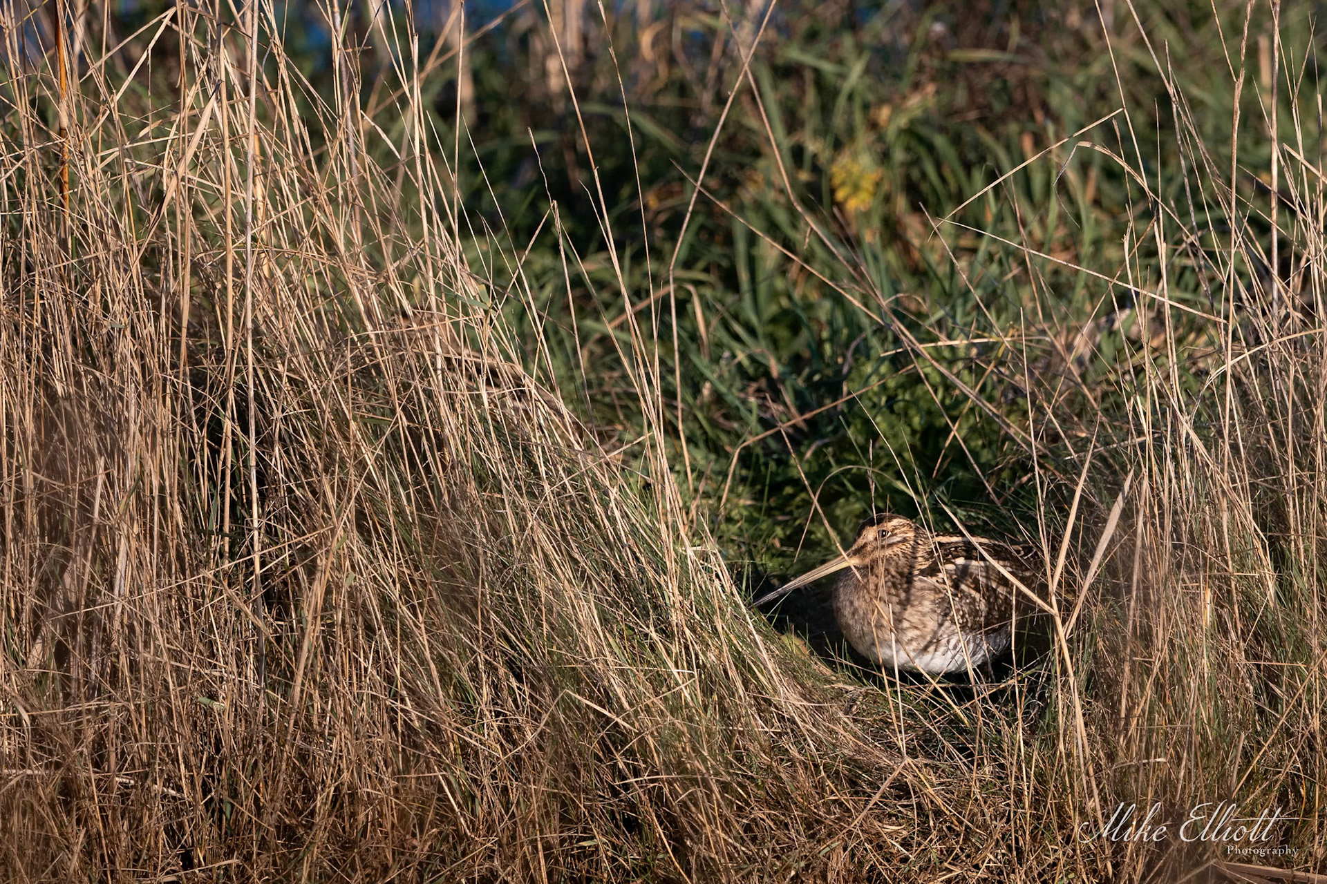 Snipe in the reeds