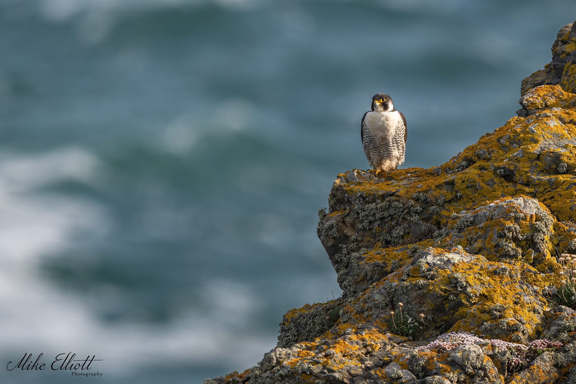Peregrine falcon