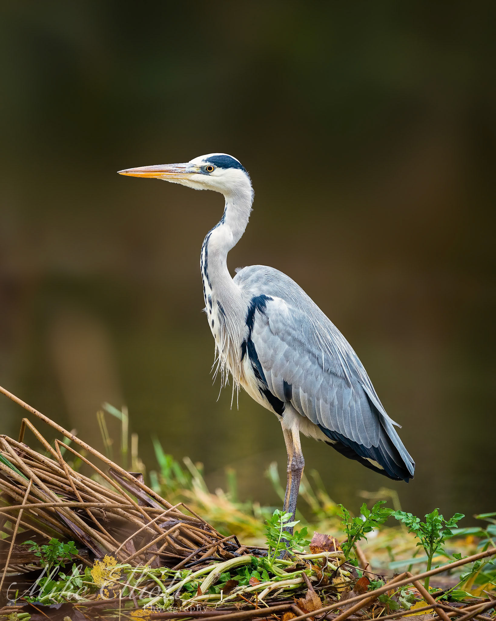 Heron portrait