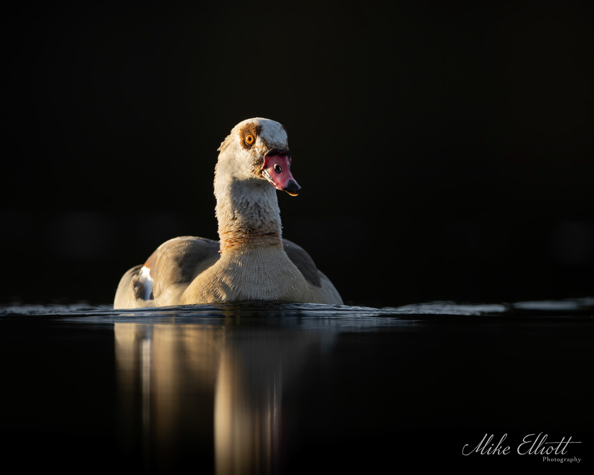 Egyptian goose
