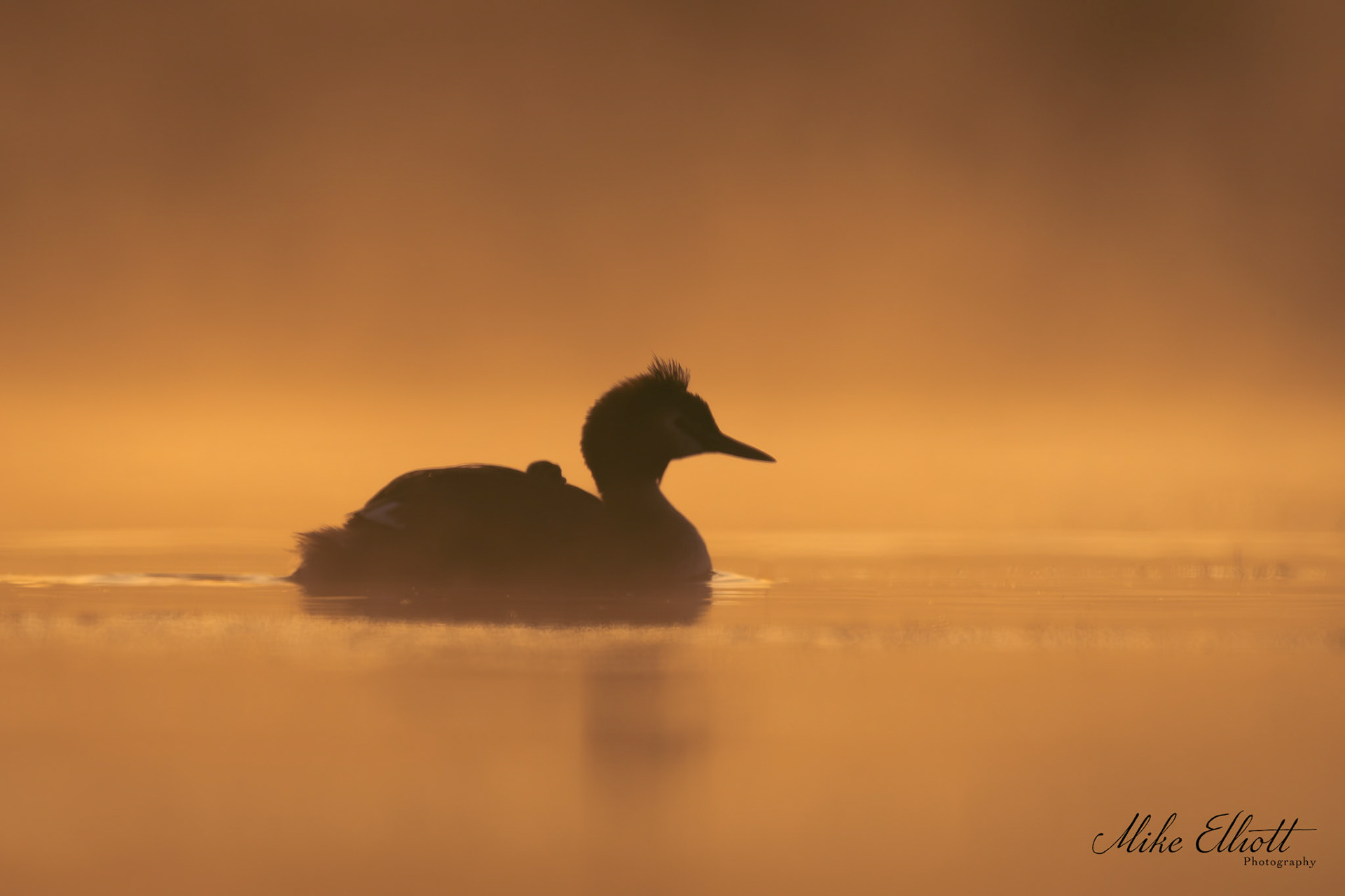 Grebe and humbug silhouette