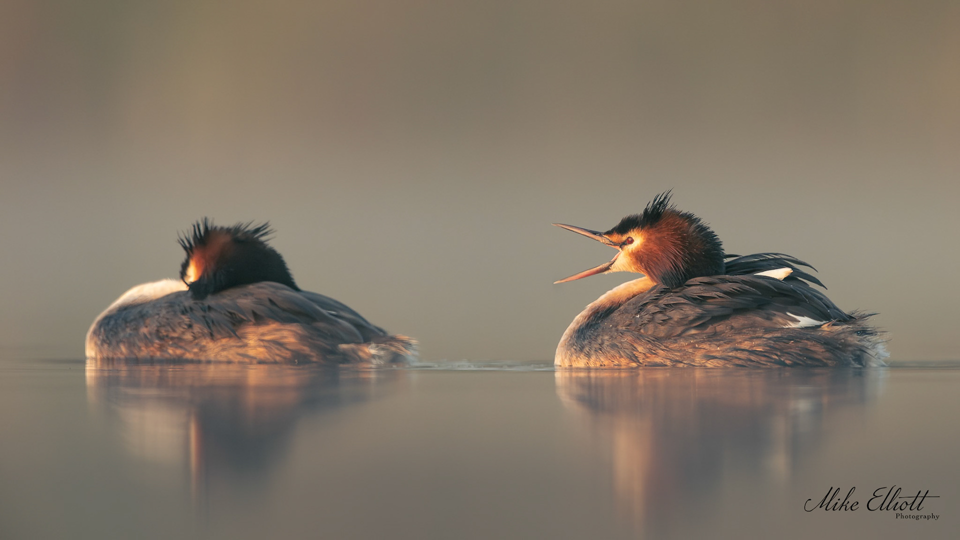 Shouty grebe pair