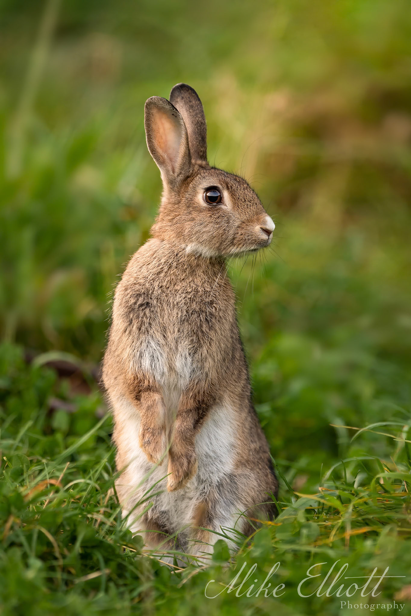 Rabbit portrait standing up