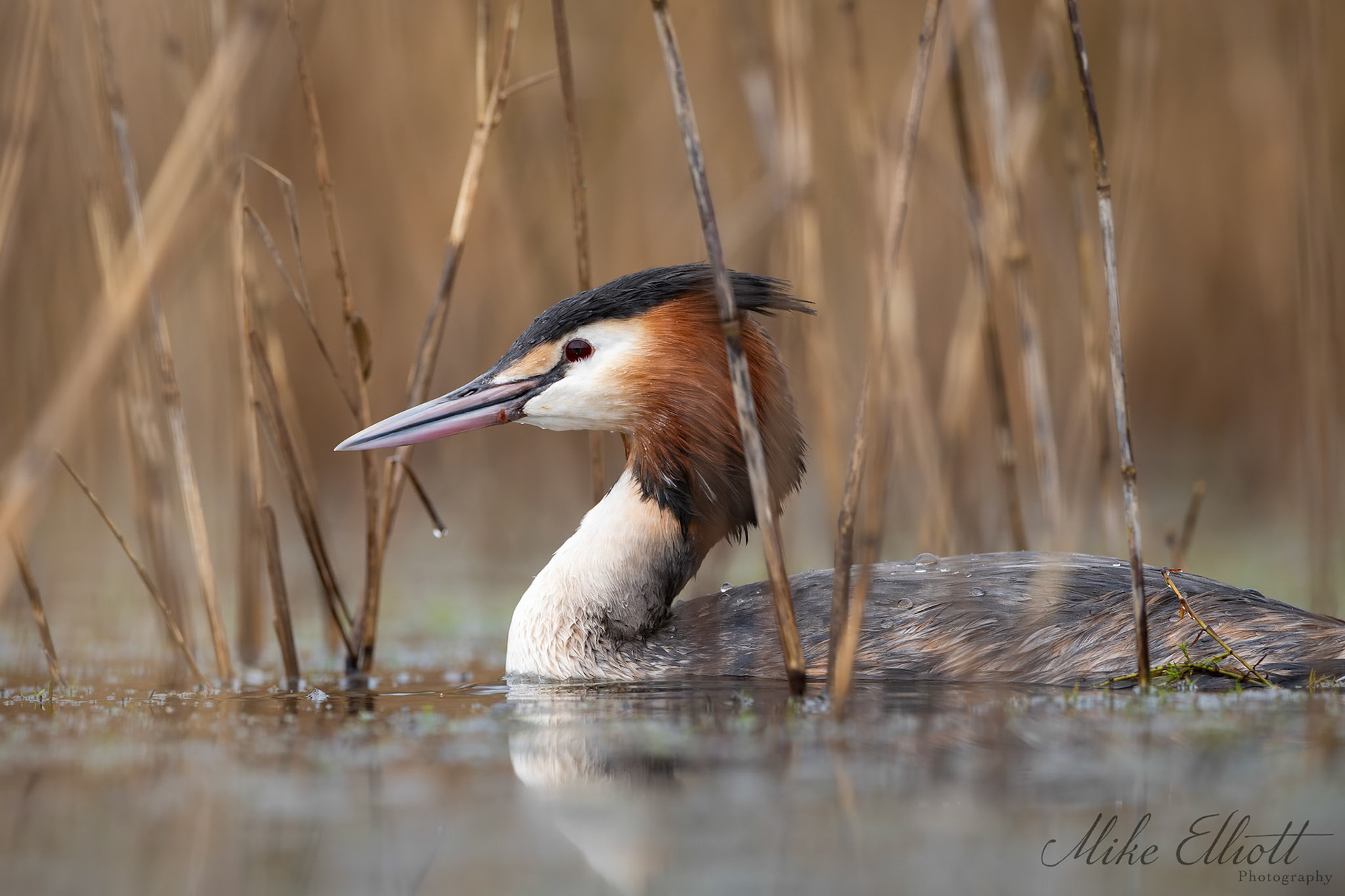 Great crested grebe in the reeds
