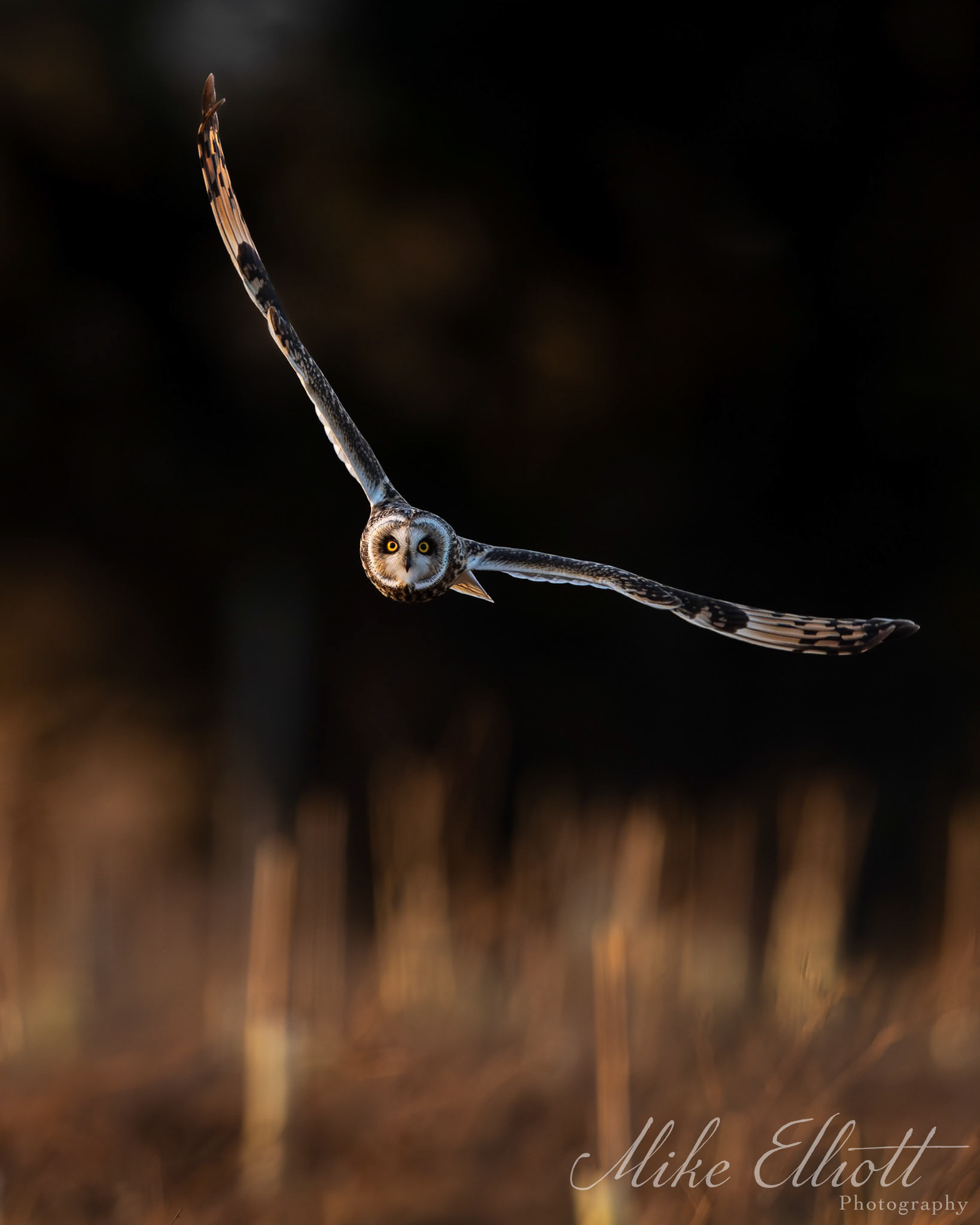 Short eared owl banking