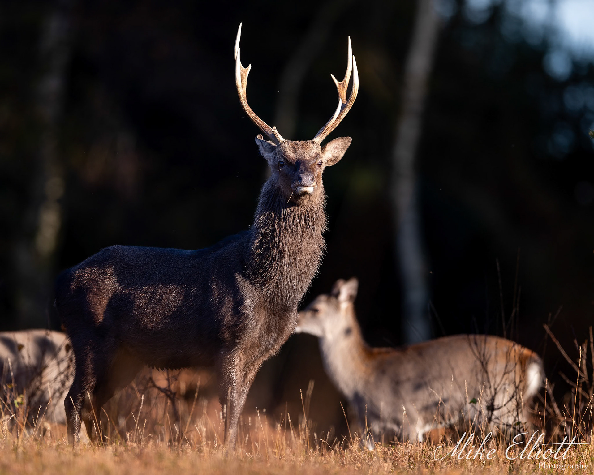 Sika stag and harem