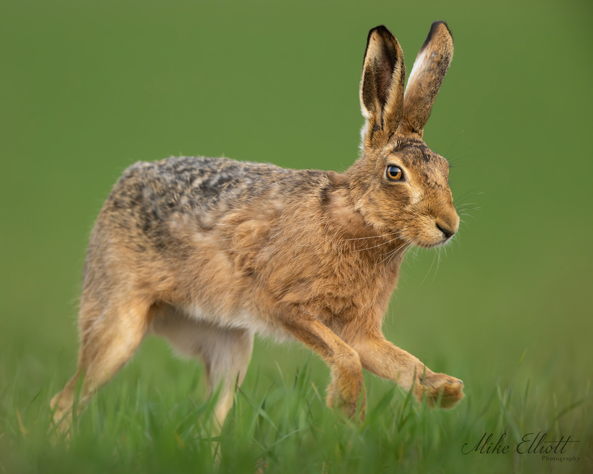 Hare running past