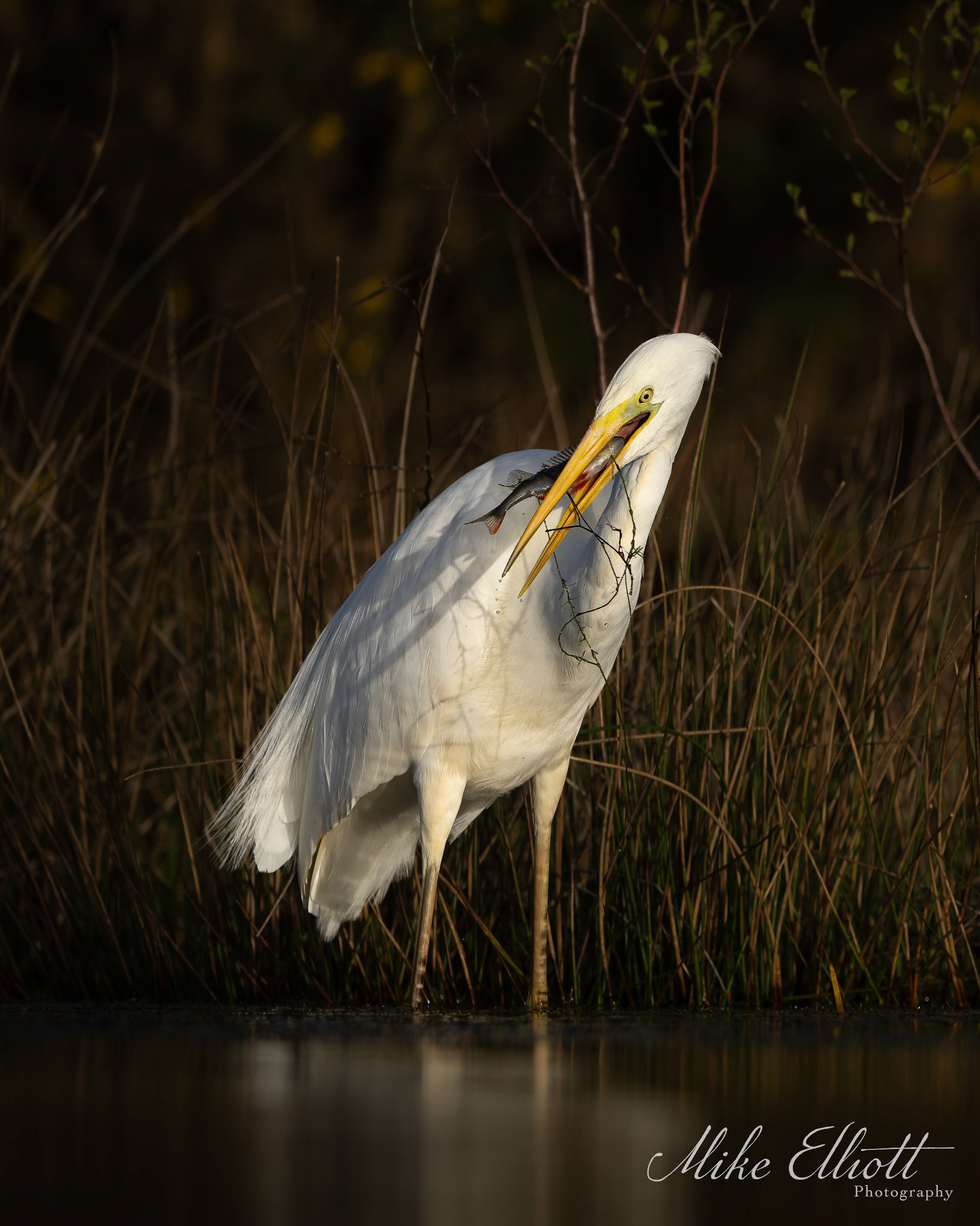 Great egret with a perch