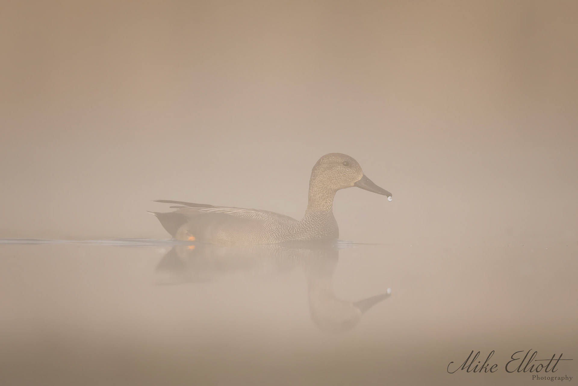 Gadwall reflection in the mist