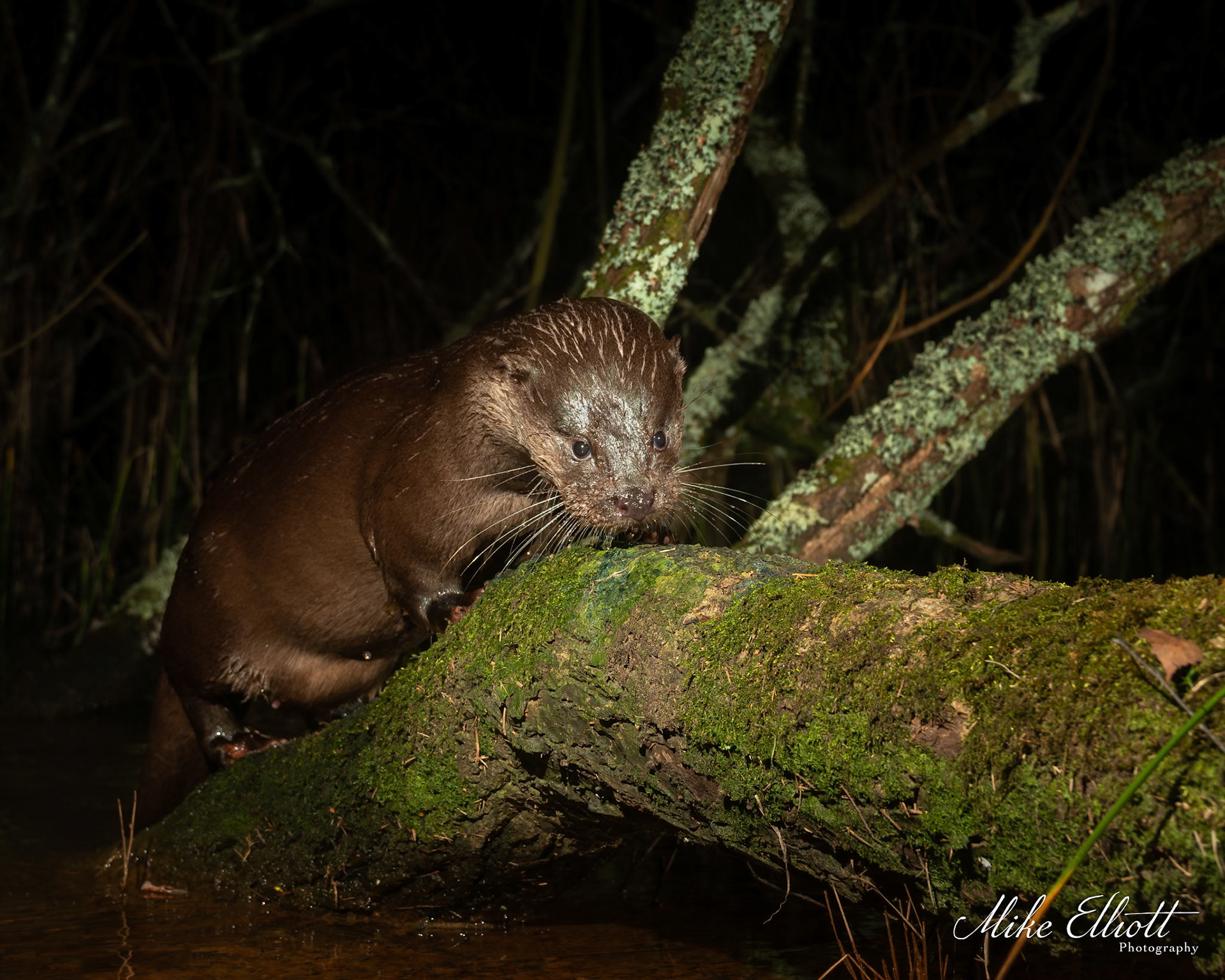 Otter scenting the spraint on a log