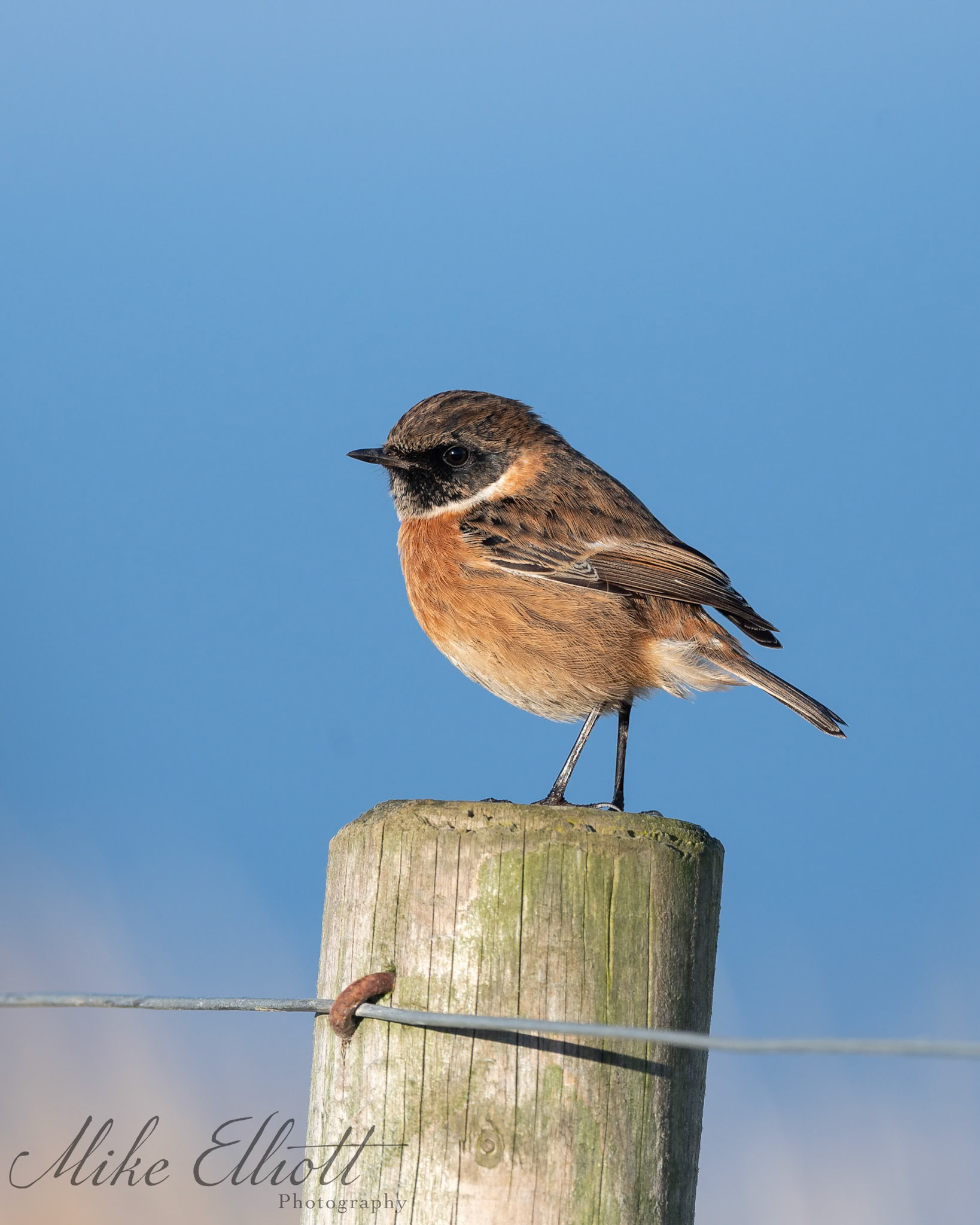 Male stonechat on a post