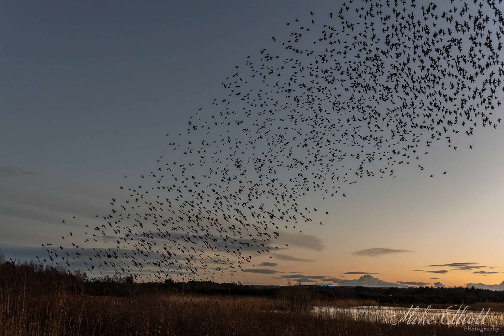 Starling landing