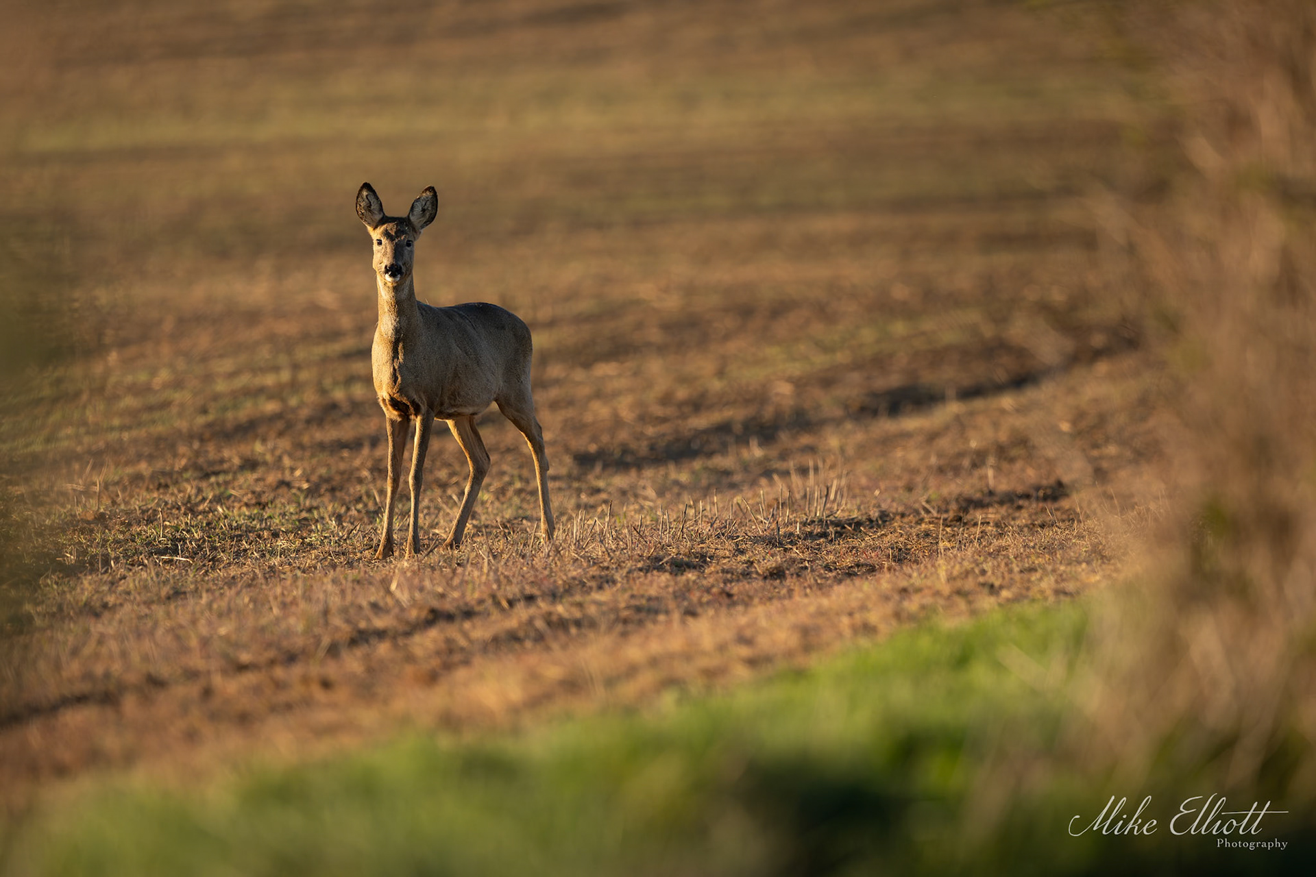 Roe deer in a field