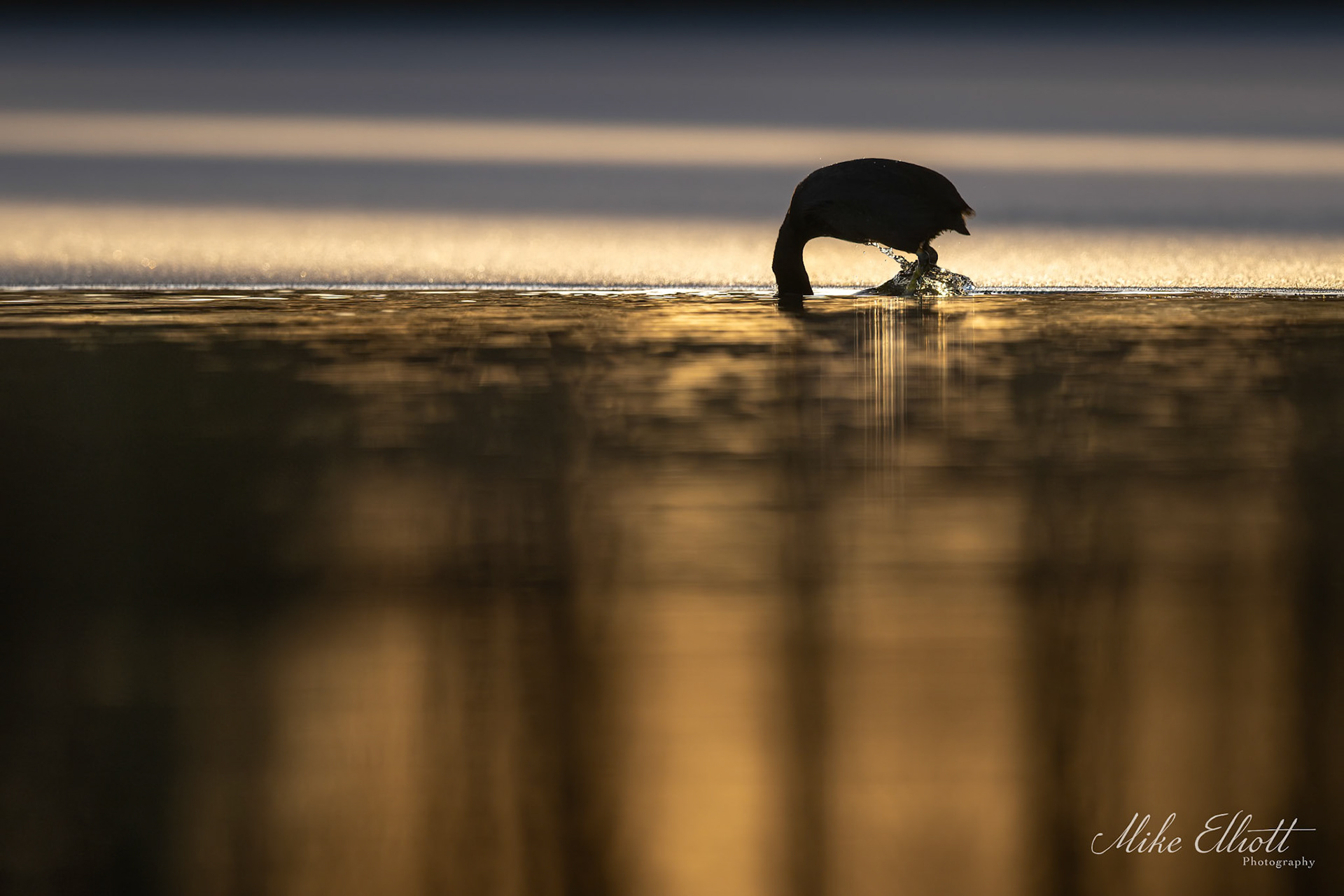 Coot diving at the edge of the ice