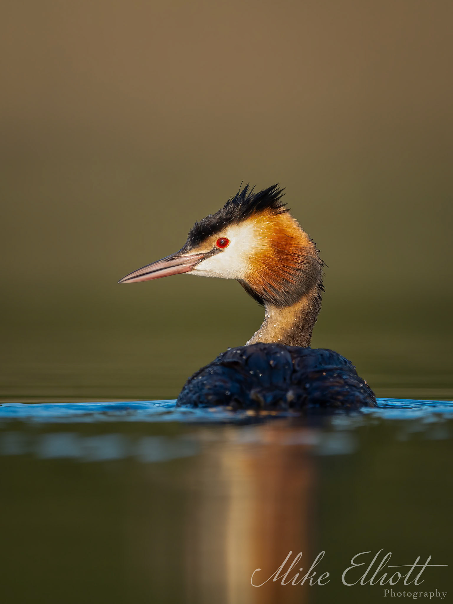 Great crested grebe portrait