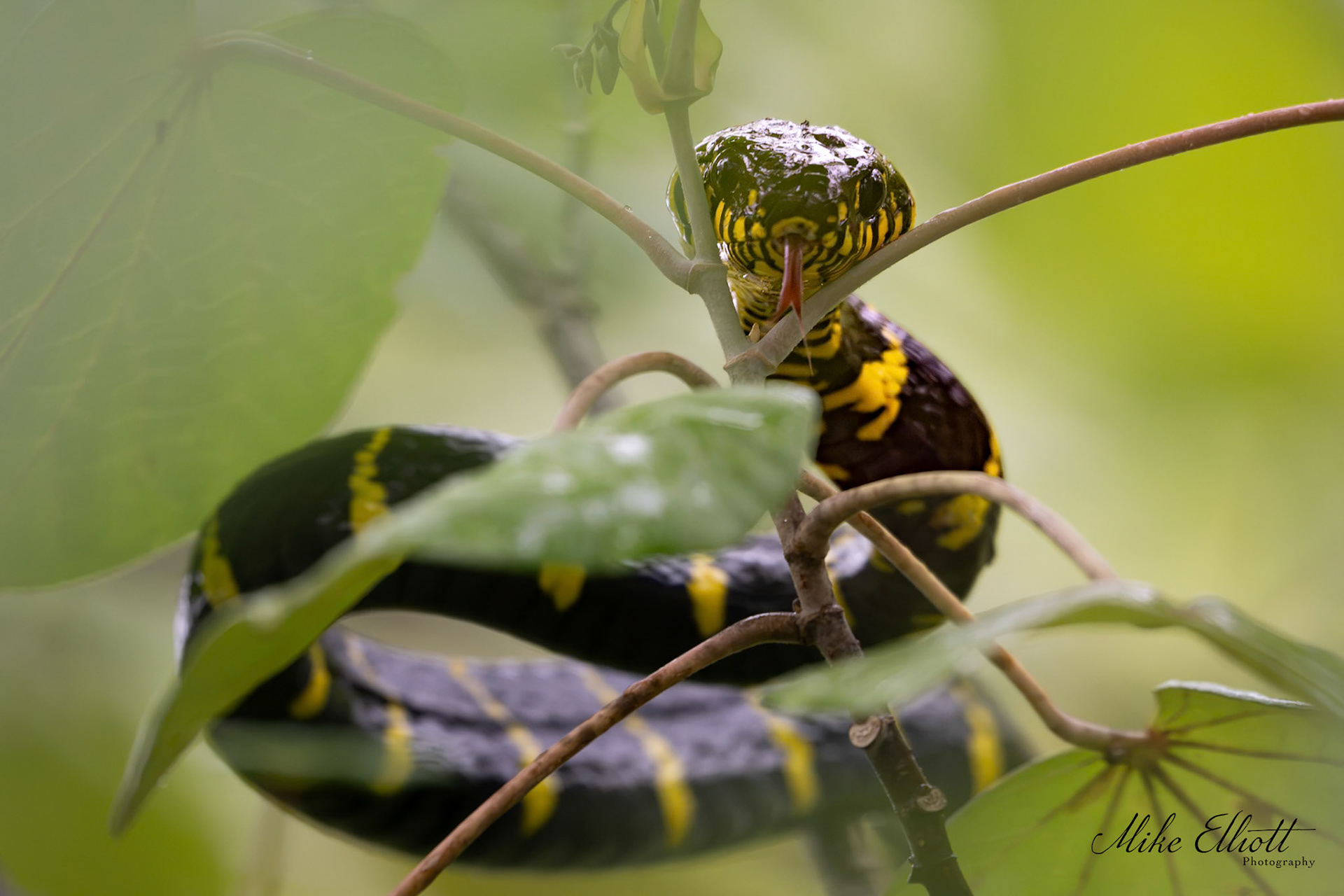 Mangrove cat snake