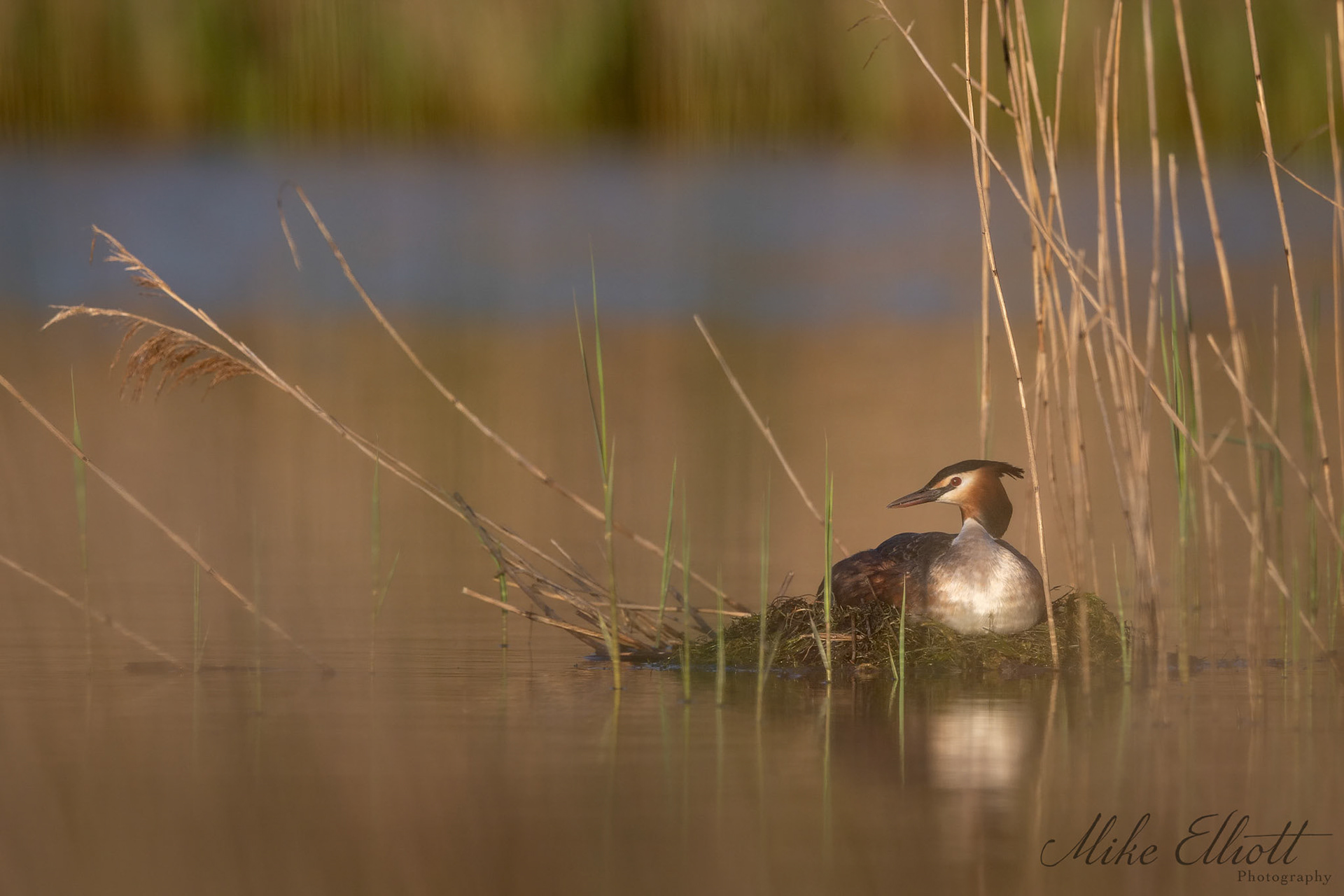 Nesting great crested grebe