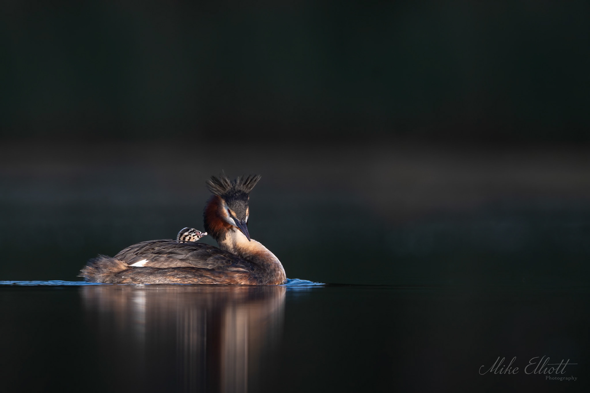 Grebe and humbug